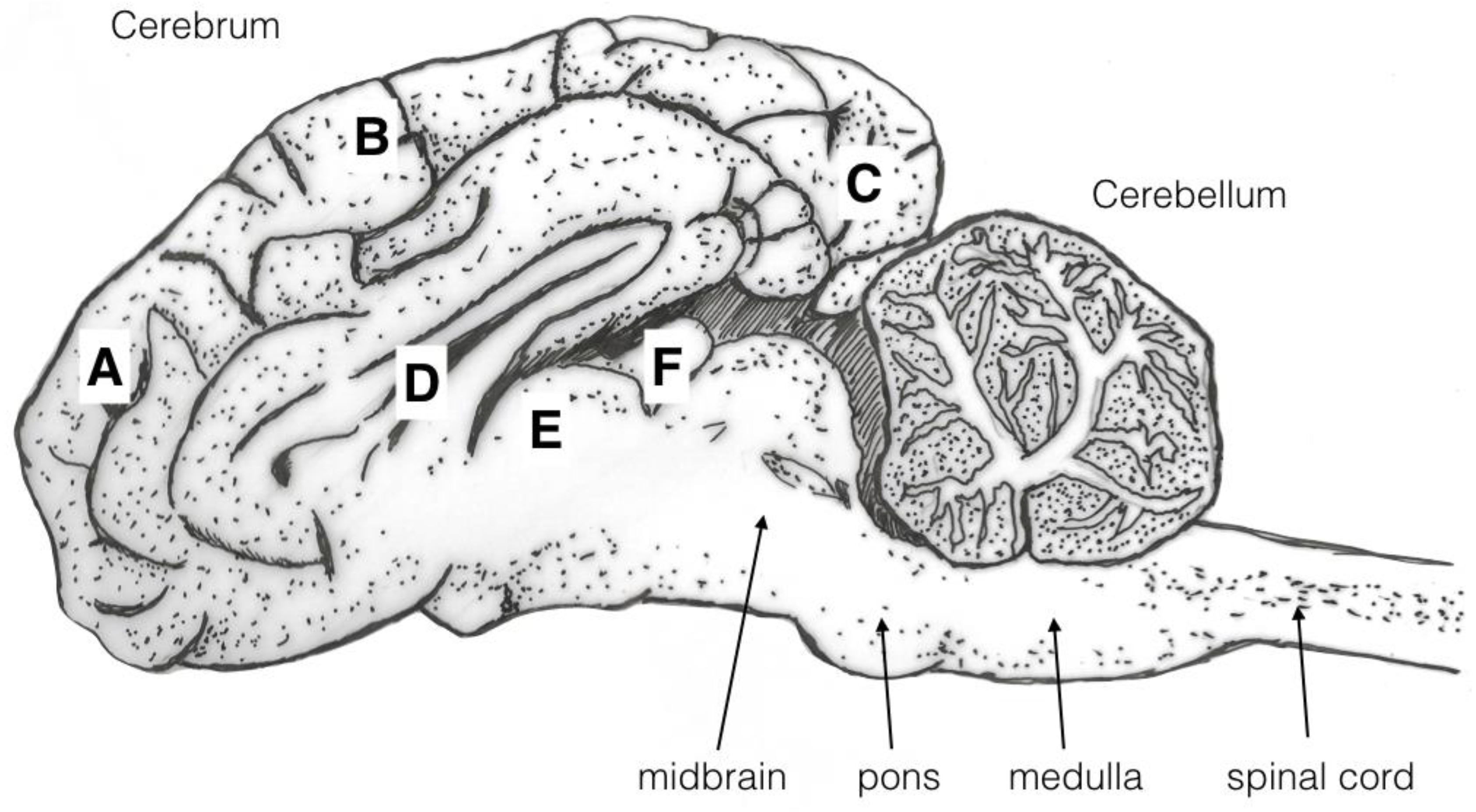 Animals 08 00058 g005