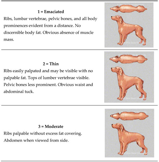 Animals Free FullText Does Flooring Substrate Impact Kennel and