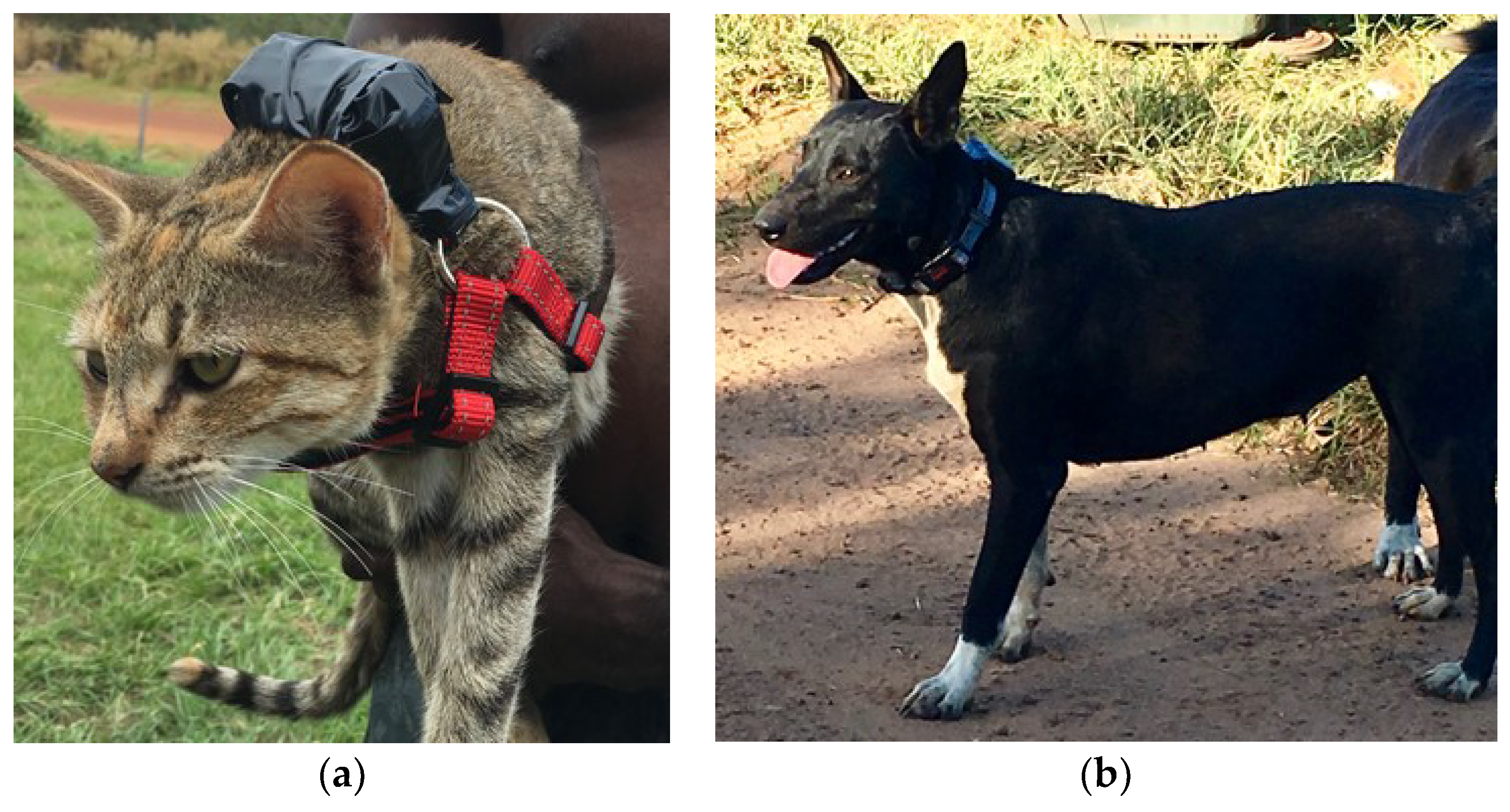 Do girls have sex with dogs in Taipei