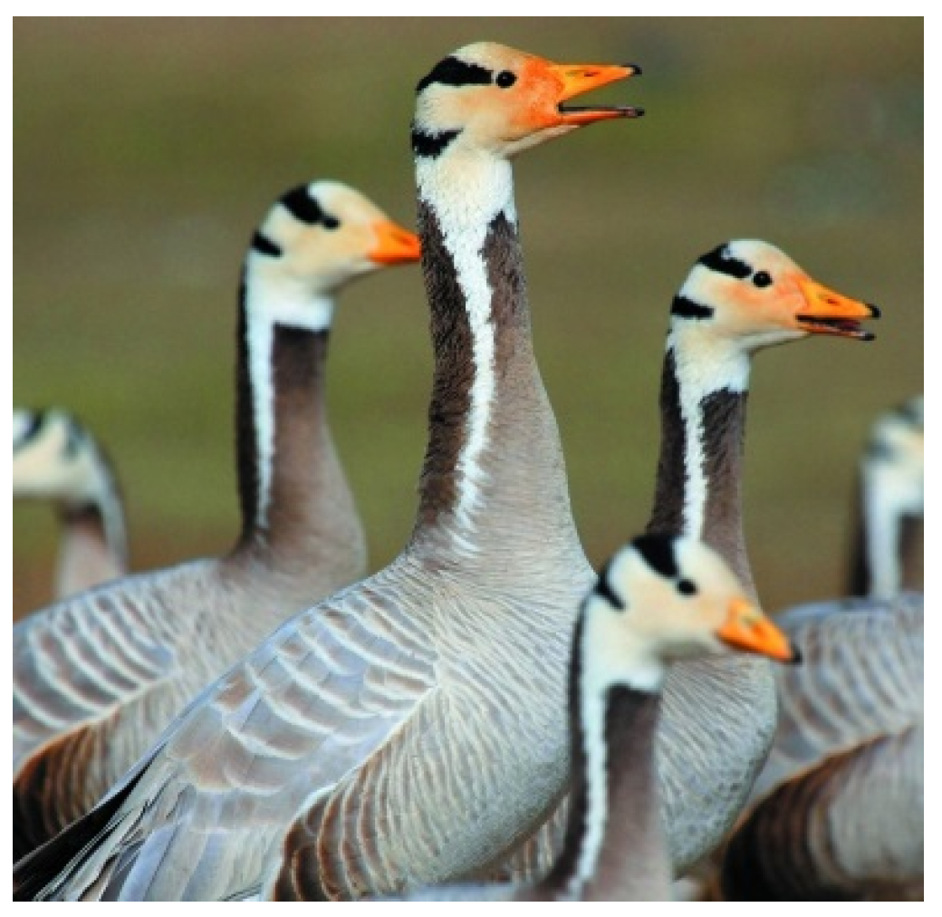 Animals 08 00066 g004