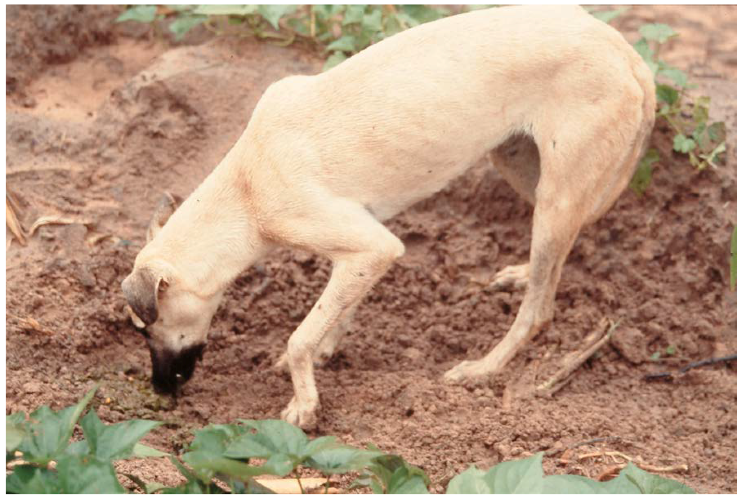 Dog Bale Sex Videos - Animals | Free Full-Text | Anthropogenic Food Subsidy to a Commensal  Carnivore: The Value and Supply of Human Faeces in the Diet of Free-Ranging  Dogs