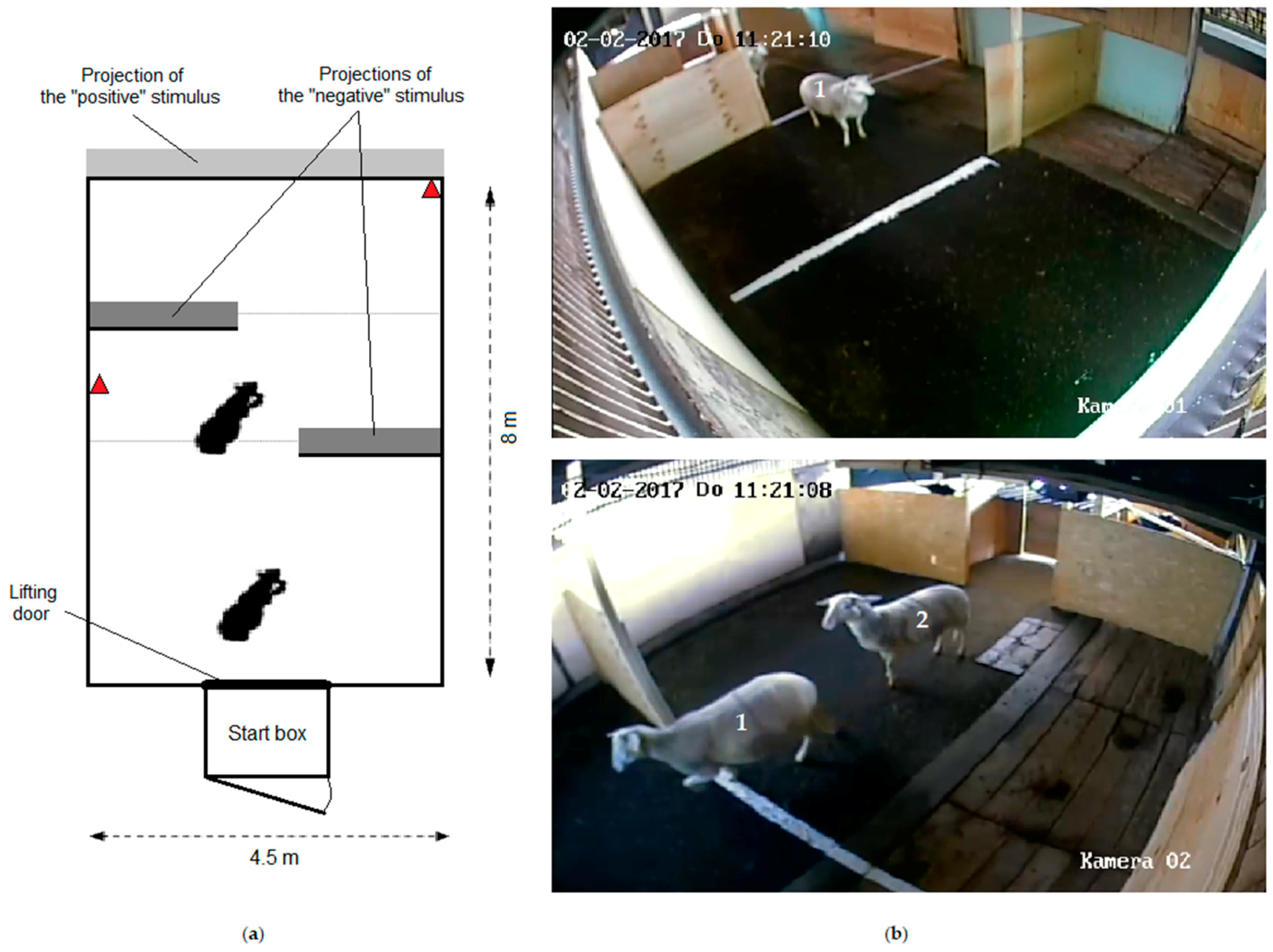 Animals | Free Full-Text | Valence and Intensity of Video Stimuli of Dogs and Conspecifics in Sheep: Approach-Avoidance, Operant Response, and Attention Animals | Free Full-Text | Valence and Intensity of Video Stimuli of Dogs and Conspecifics in Sheep: Approach-Avoidance, Operant Response, and Attention