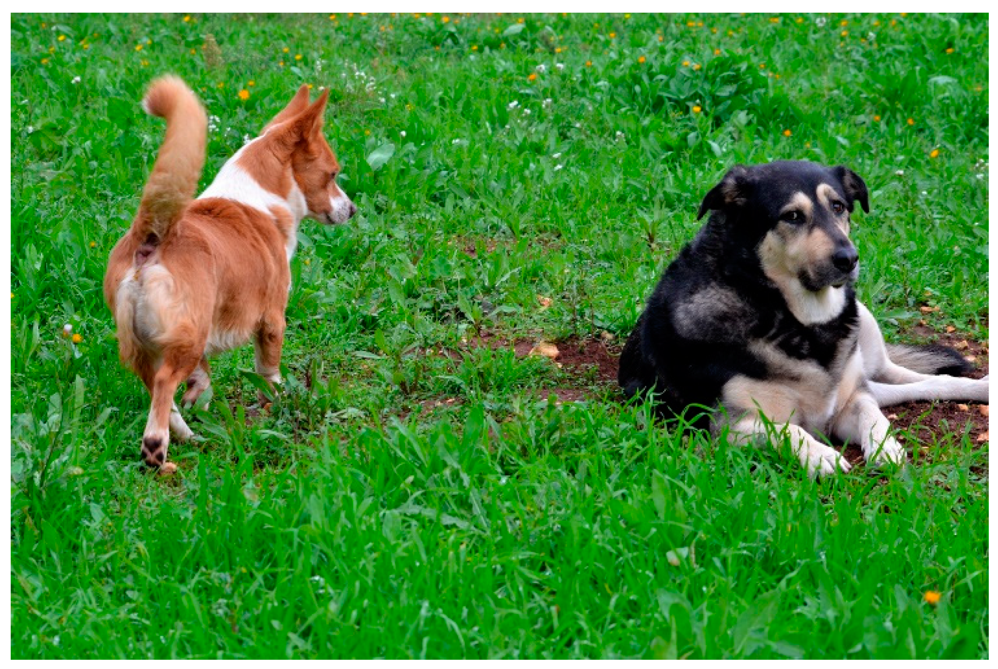 Animals | Free Full-Text | Communication in Dogs Animals | Free Full-Text | Communication in Dogs
