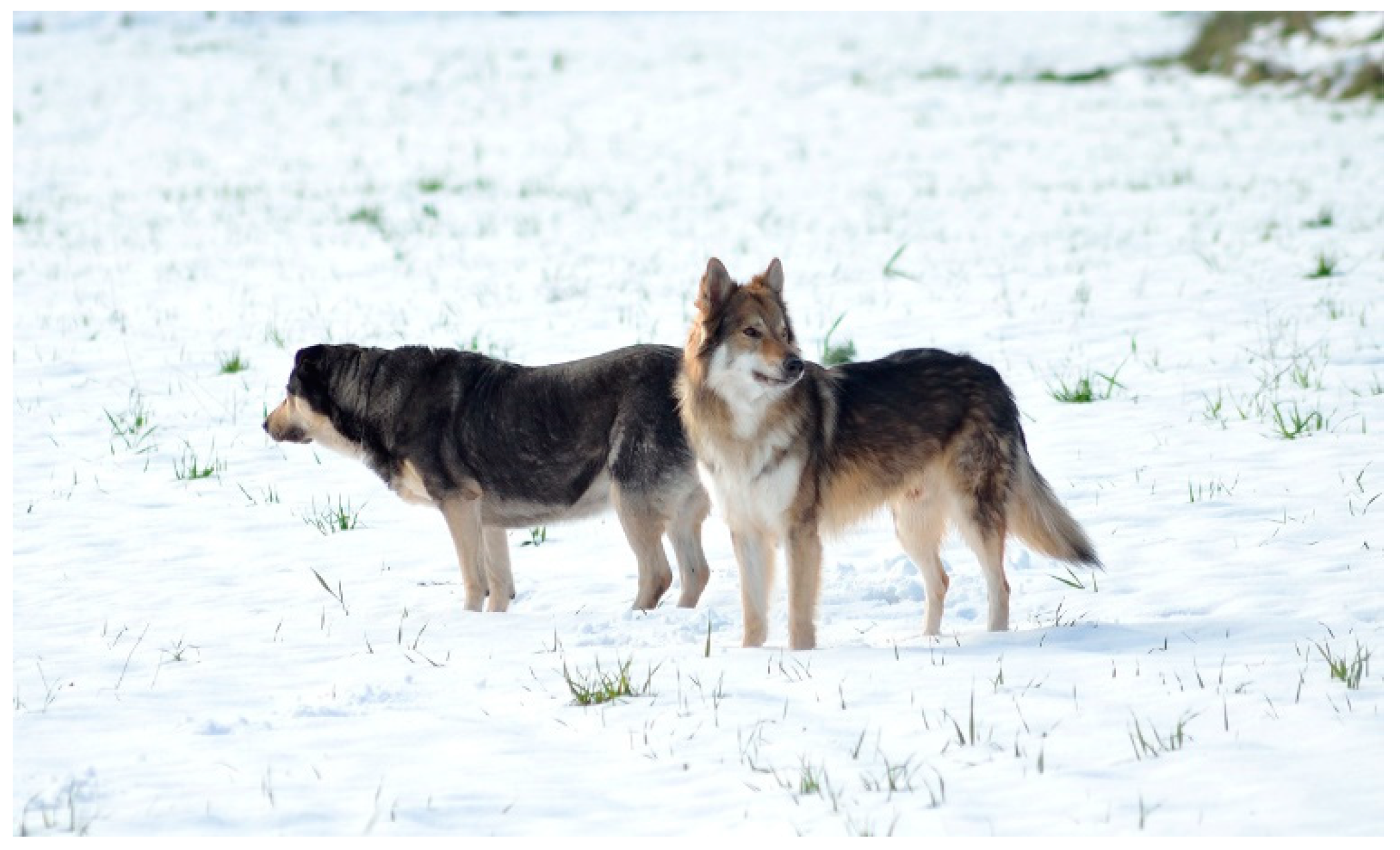 Animals | Free Full-Text | Communication in Dogs Animals | Free Full-Text | Communication in Dogs