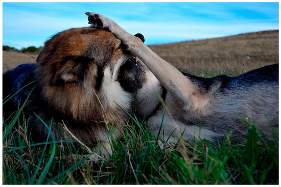Animals | Free Full-Text | Communication in Dogs Animals | Free Full-Text | Communication in Dogs