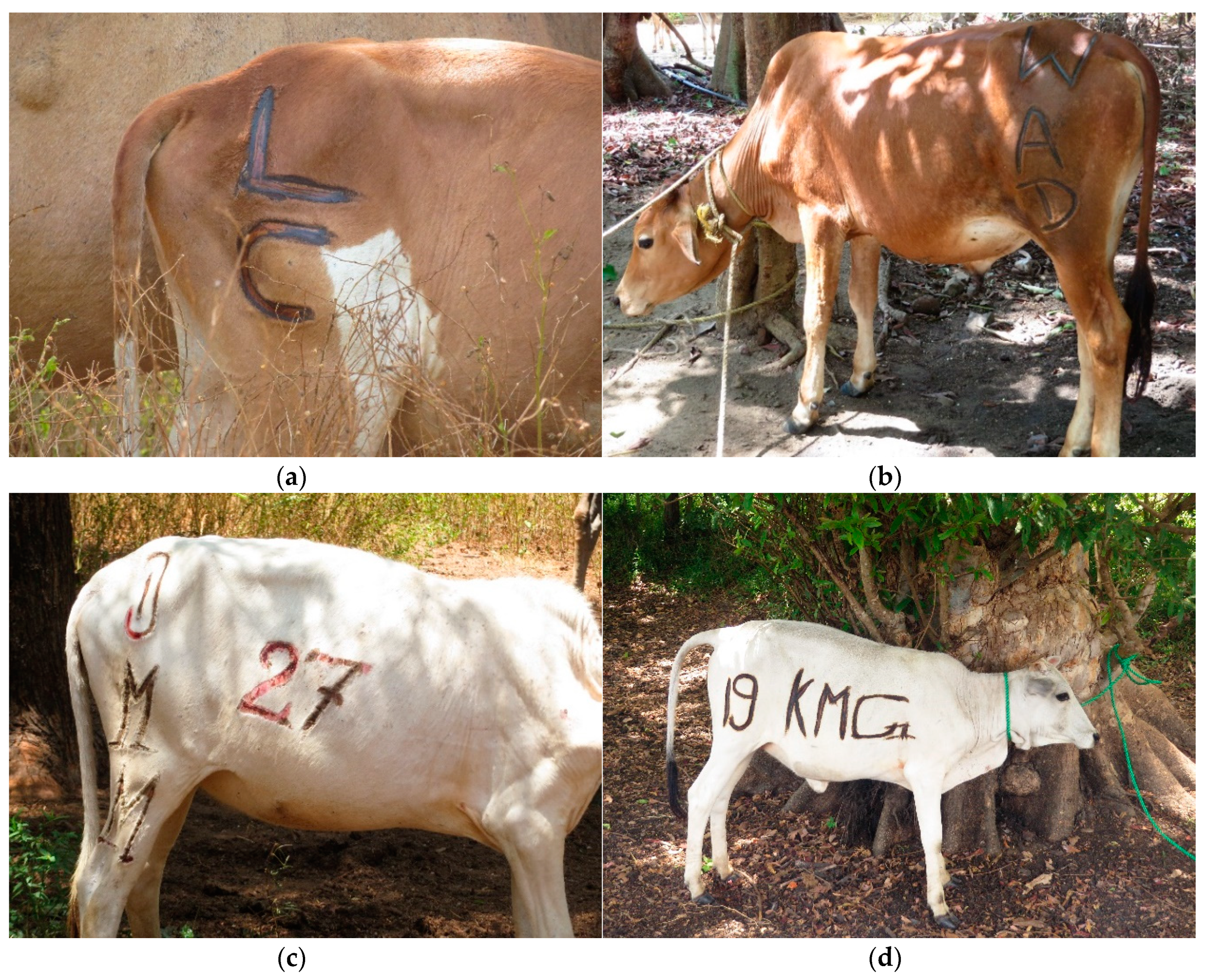 Animals Free Full-Text Branding Practices on Four Dairies in.