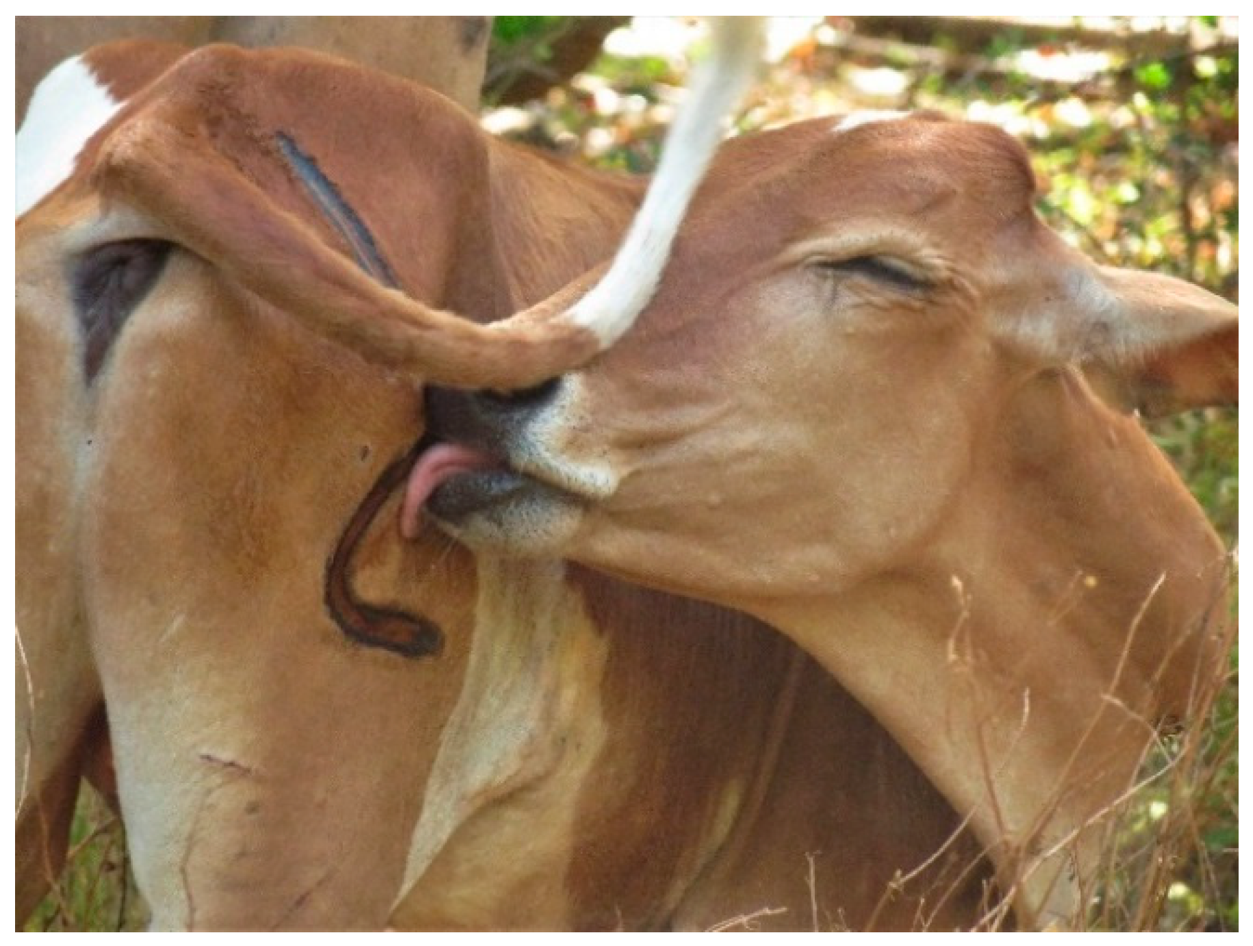 Animals 08 00137 g004