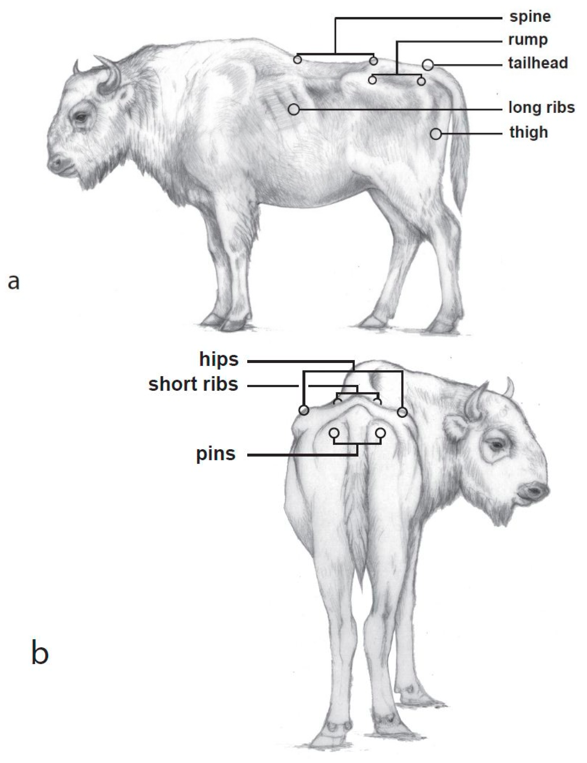 Animals 08 00163 g001