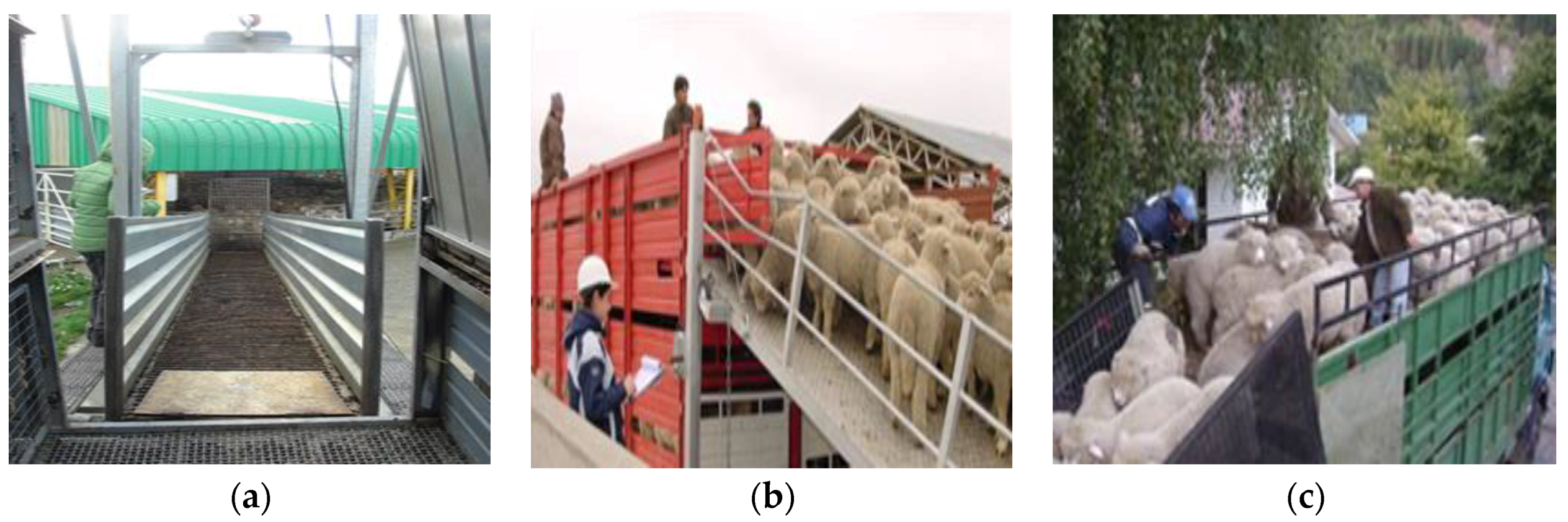 Animals 08 00165 g005