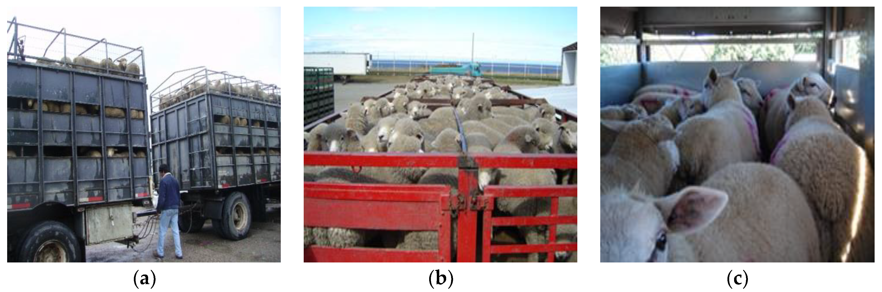 Animals 08 00165 g007