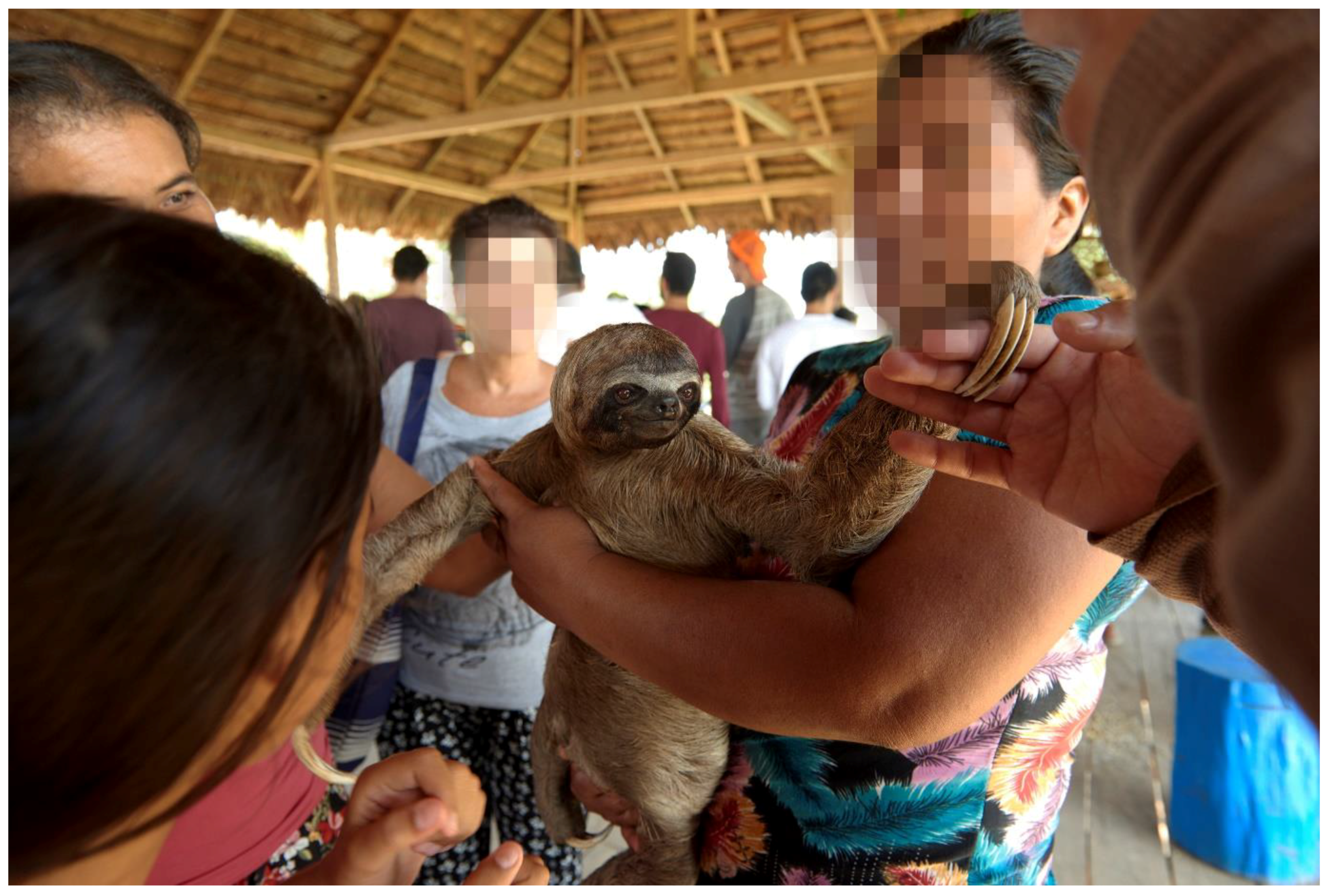 Animals | Free Full-Text | The Impact of 'Selfie' Tourism on the Behaviour and Welfare of Brown-Throated Three-Toed Sloths Animals | Free Full-Text | The Impact of 'Selfie' Tourism on the Behaviour and Welfare of Brown-Throated Three-Toed Sloths