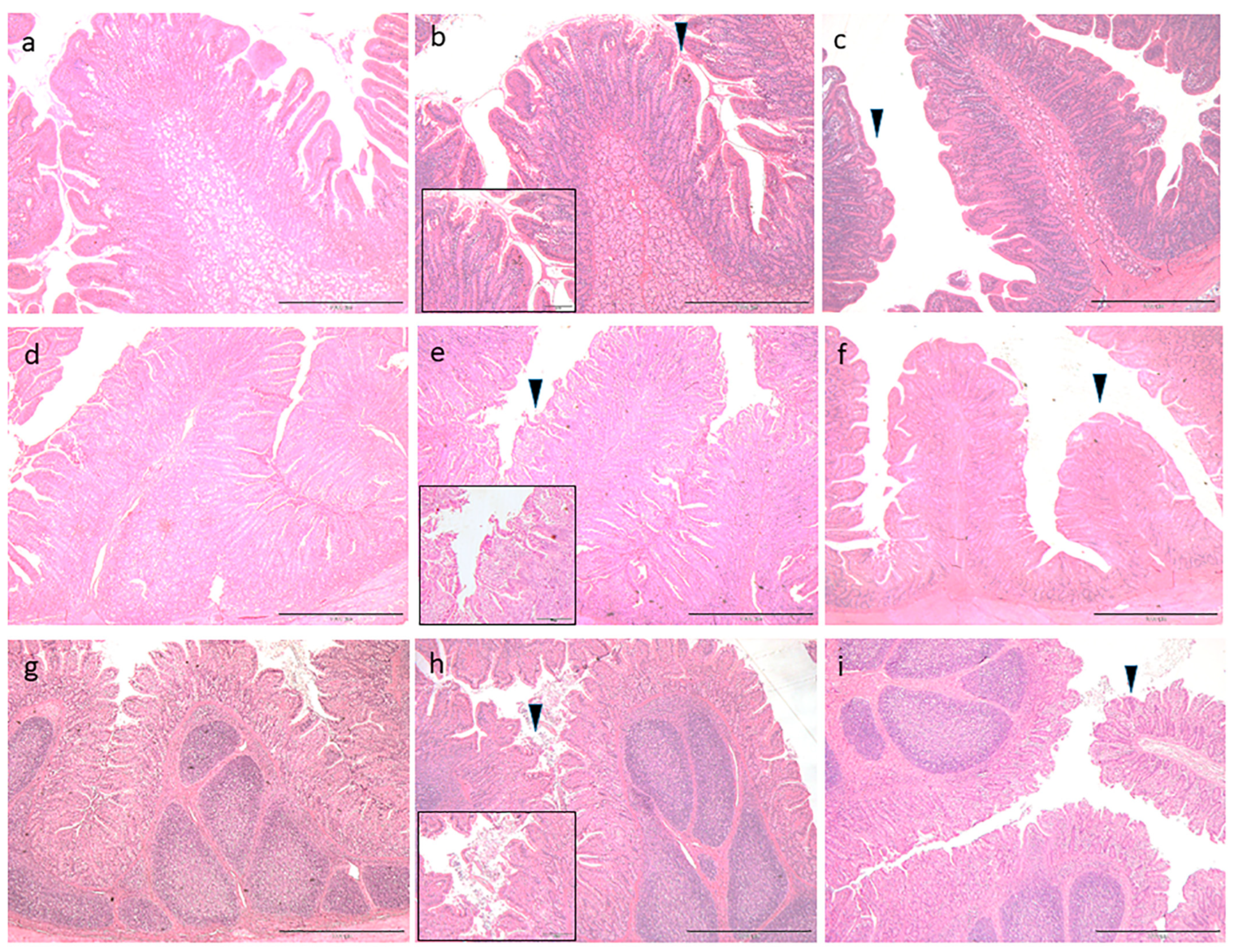 Animals 09 00020 g001 Animals 09 00020 g001