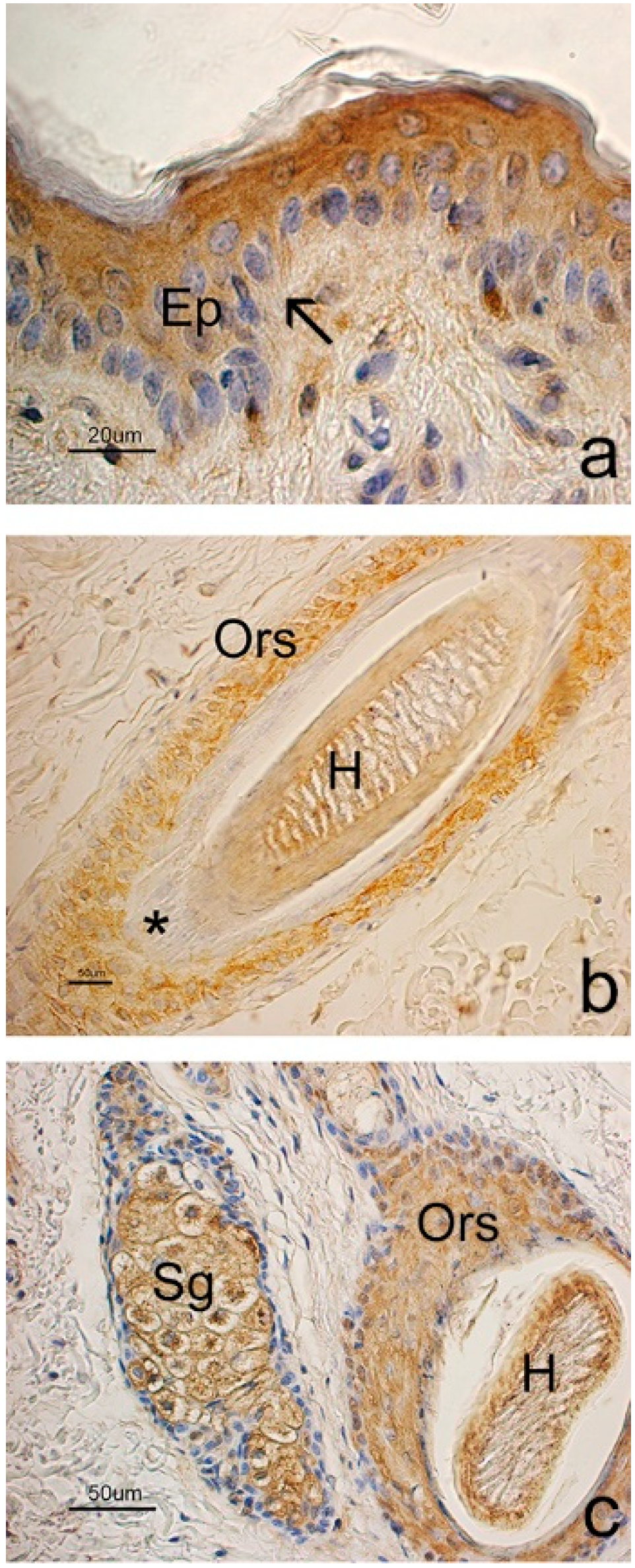 Animals 09 00038 g005 Animals 09 00038 g005