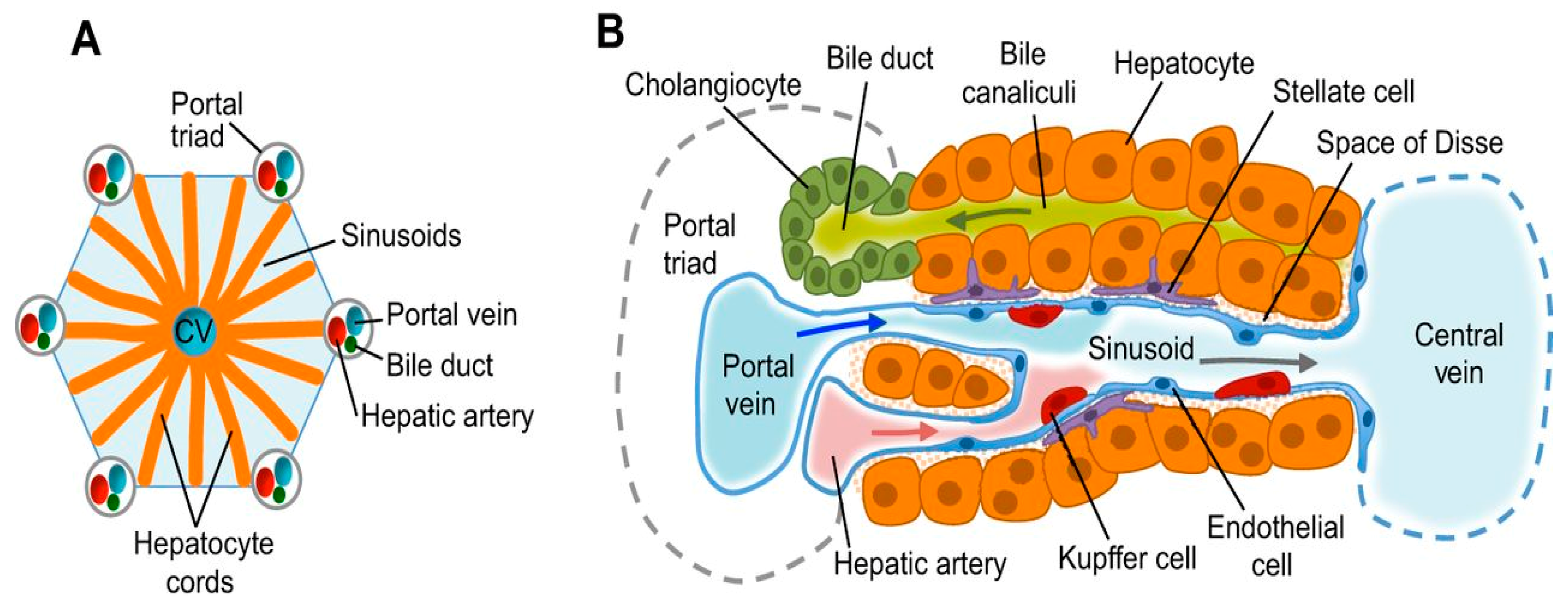 Animals | Free Full-Text | Avian Liver: The Forgotten Organ Animals | Free Full-Text | Avian Liver: The Forgotten Organ
