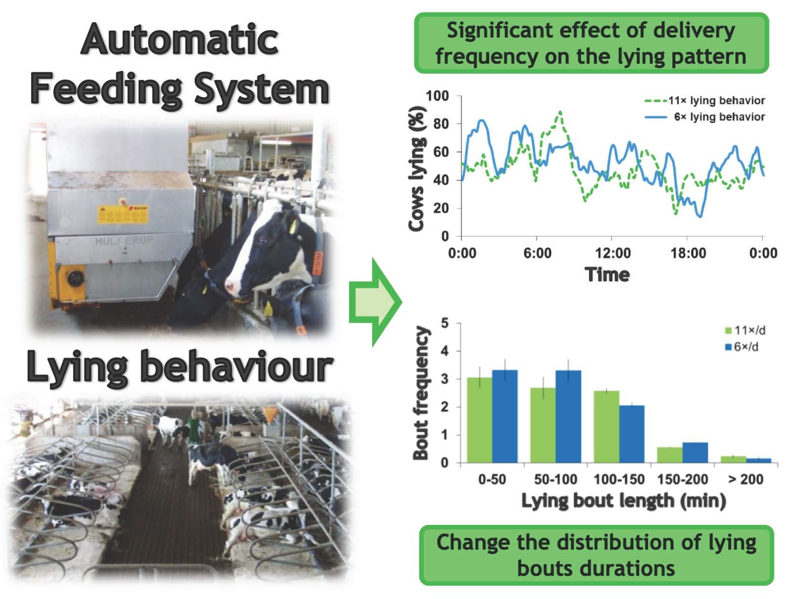 Animals Free FullText Effects of Feeding Frequency on the Lying
