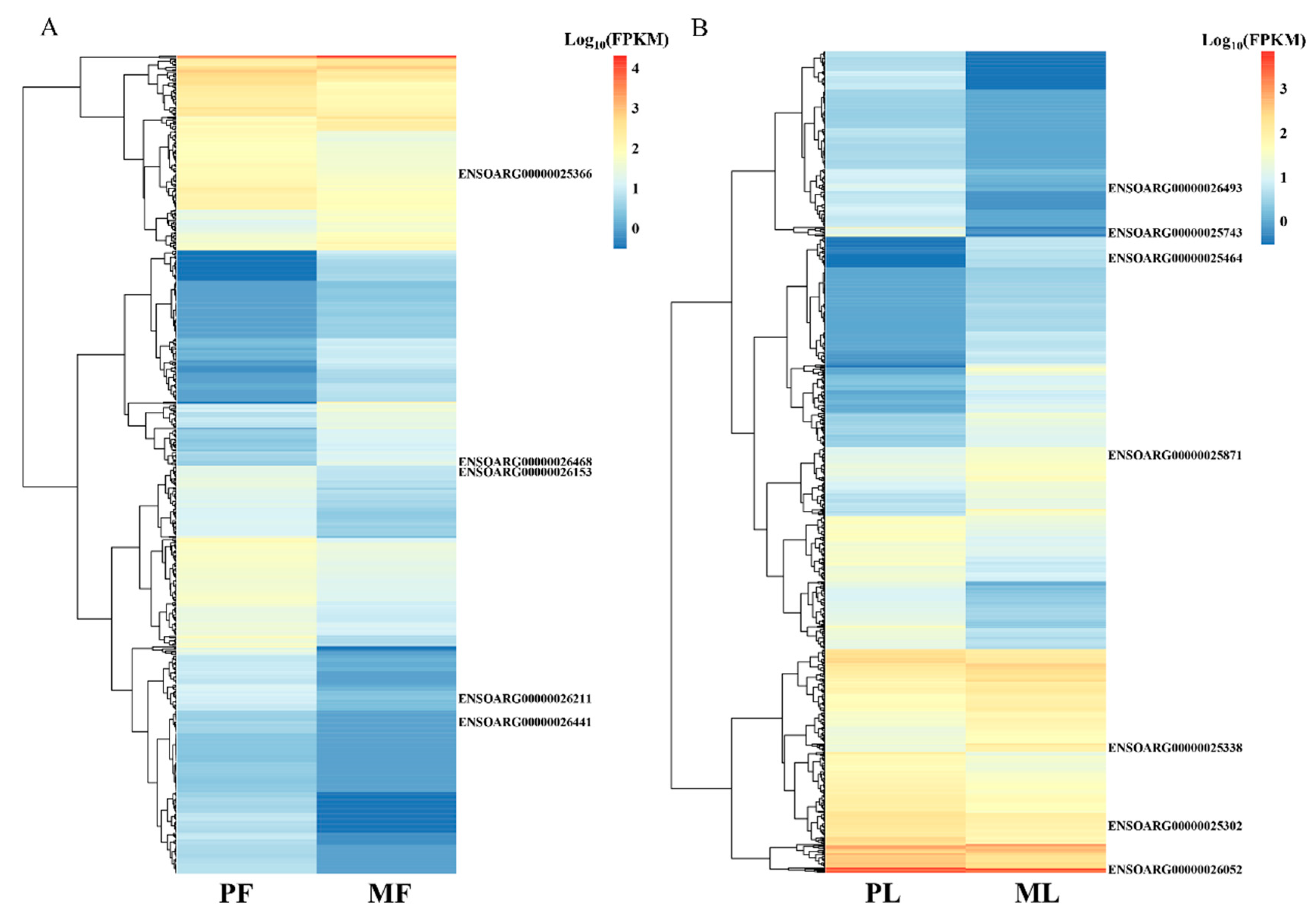 Comparative Transcriptomics Reveal Key Sheep (Ovis aries