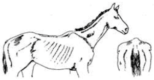 Animals 09 00162 i002 Animals 09 00162 i002