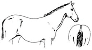 Animals 09 00162 i005 Animals 09 00162 i005