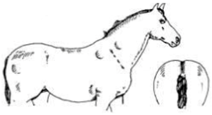 Animals 09 00162 i006 Animals 09 00162 i006