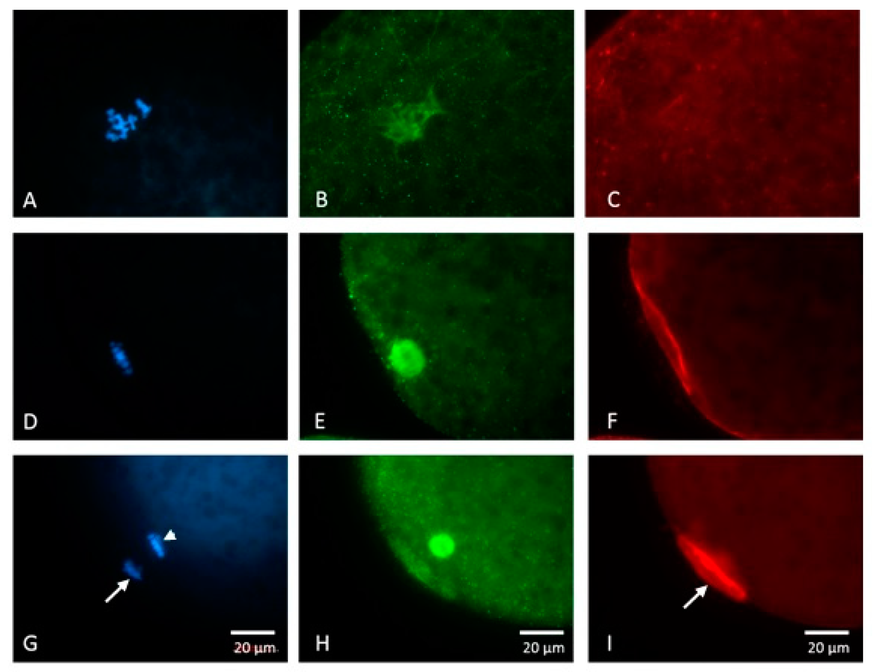 Animals 09 00163 g002