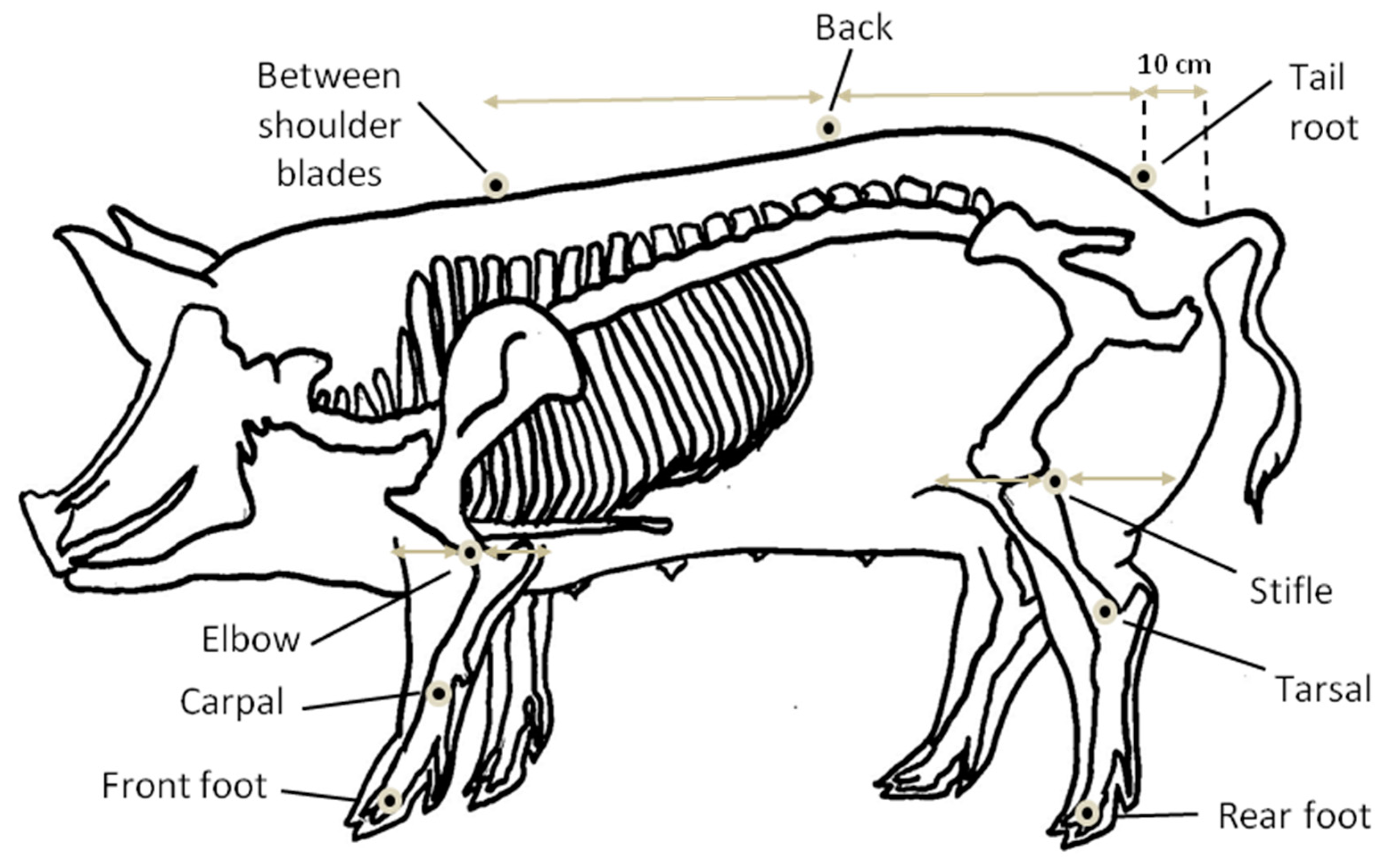 Animals 09 00206 g002