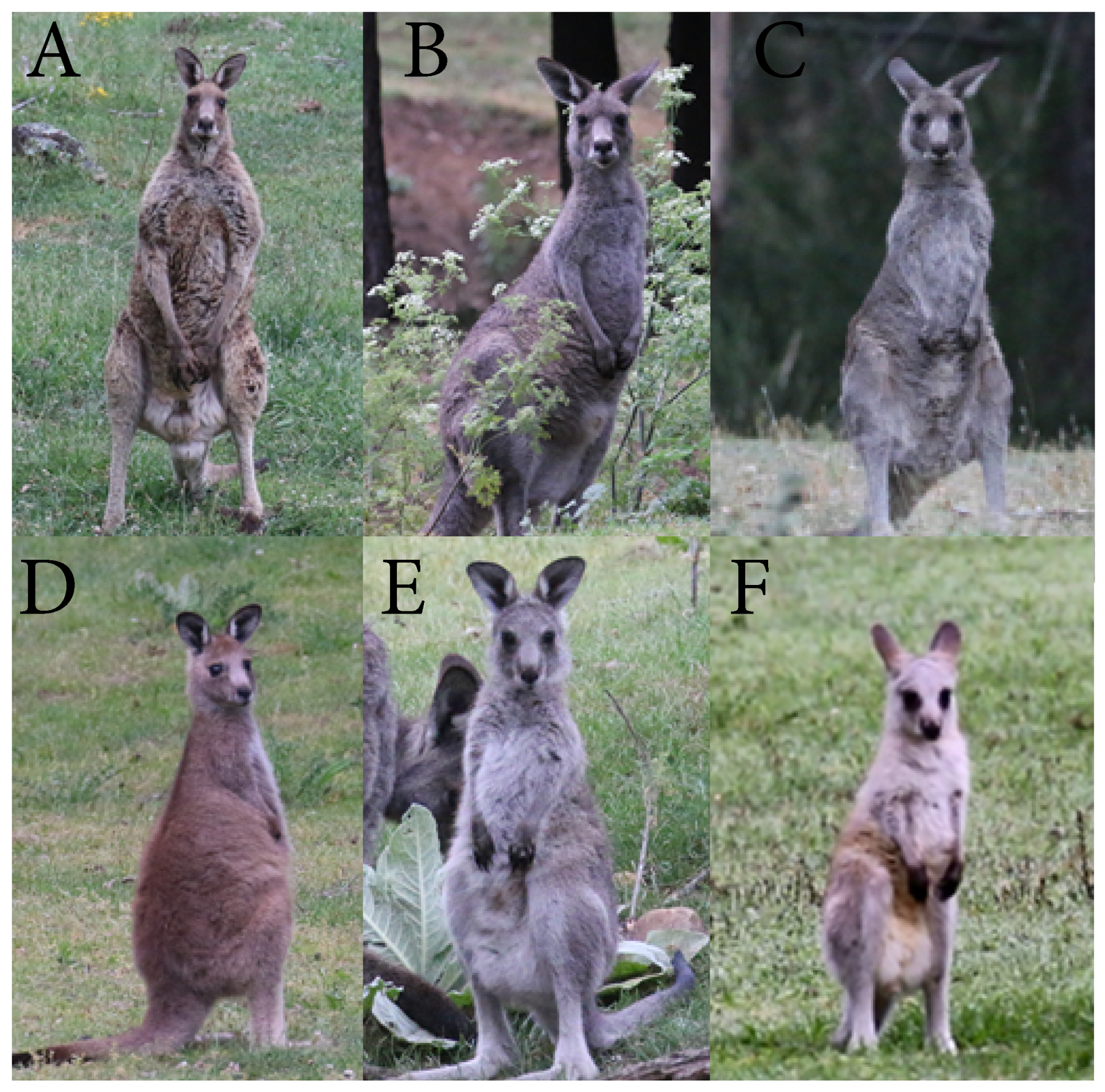 Animals 09 00244 g002 Animals 09 00244 g002