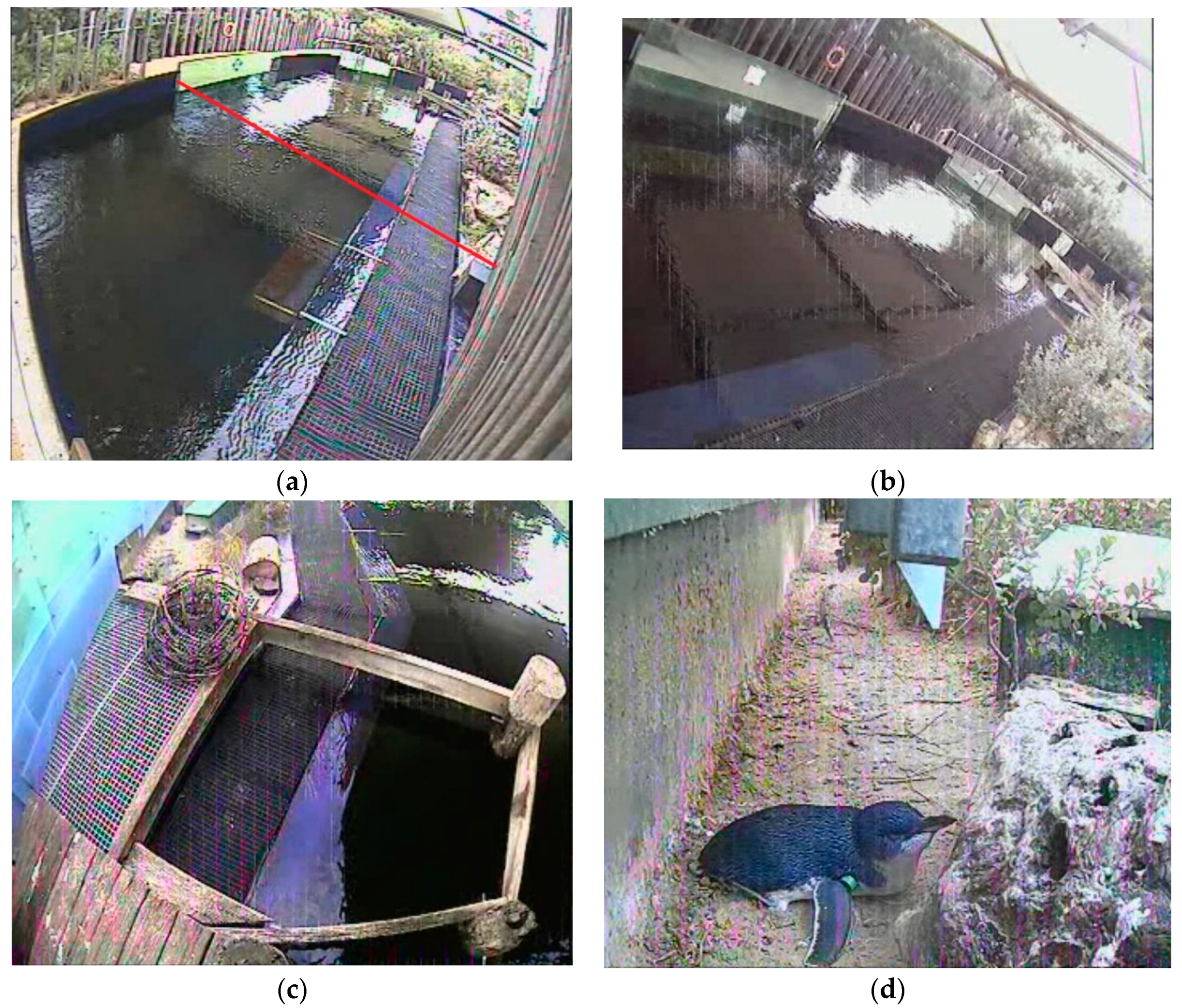 Animals 09 00285 g004