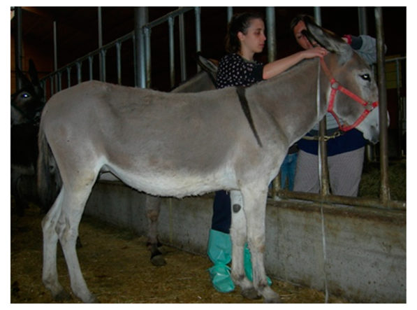 Animals 09 00315 i003 Animals 09 00315 i003