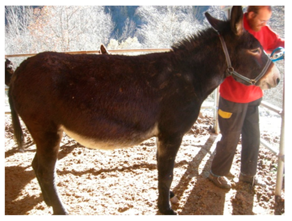 Animals 09 00315 i004 Animals 09 00315 i004