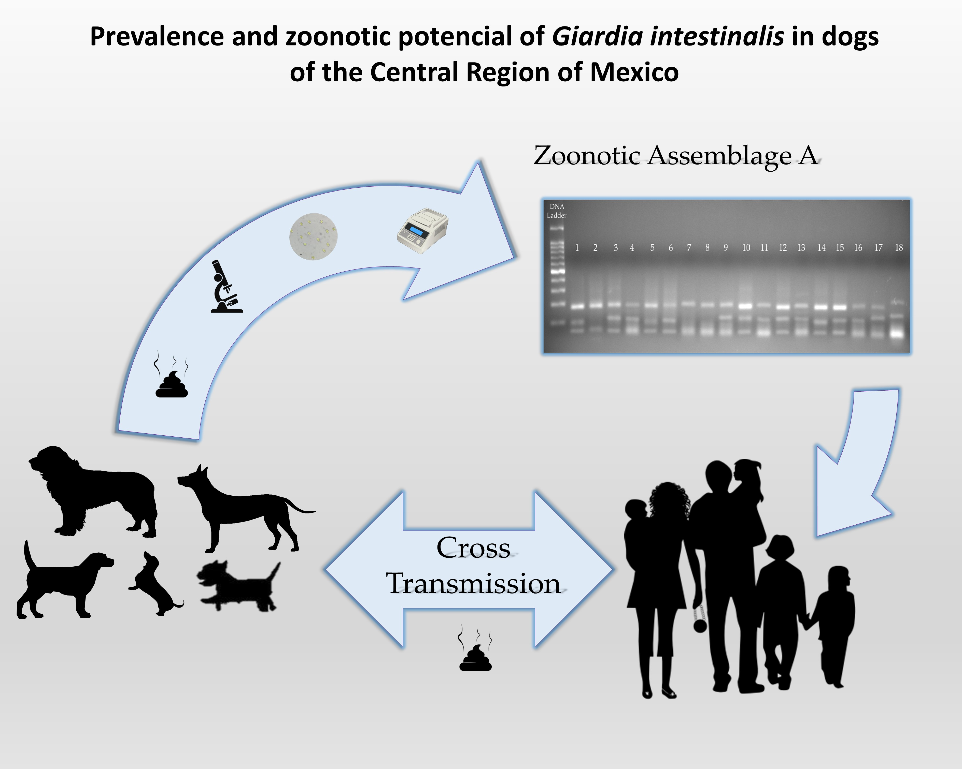 Cum Giardia poate afecta câinii Giardia zoonotică
