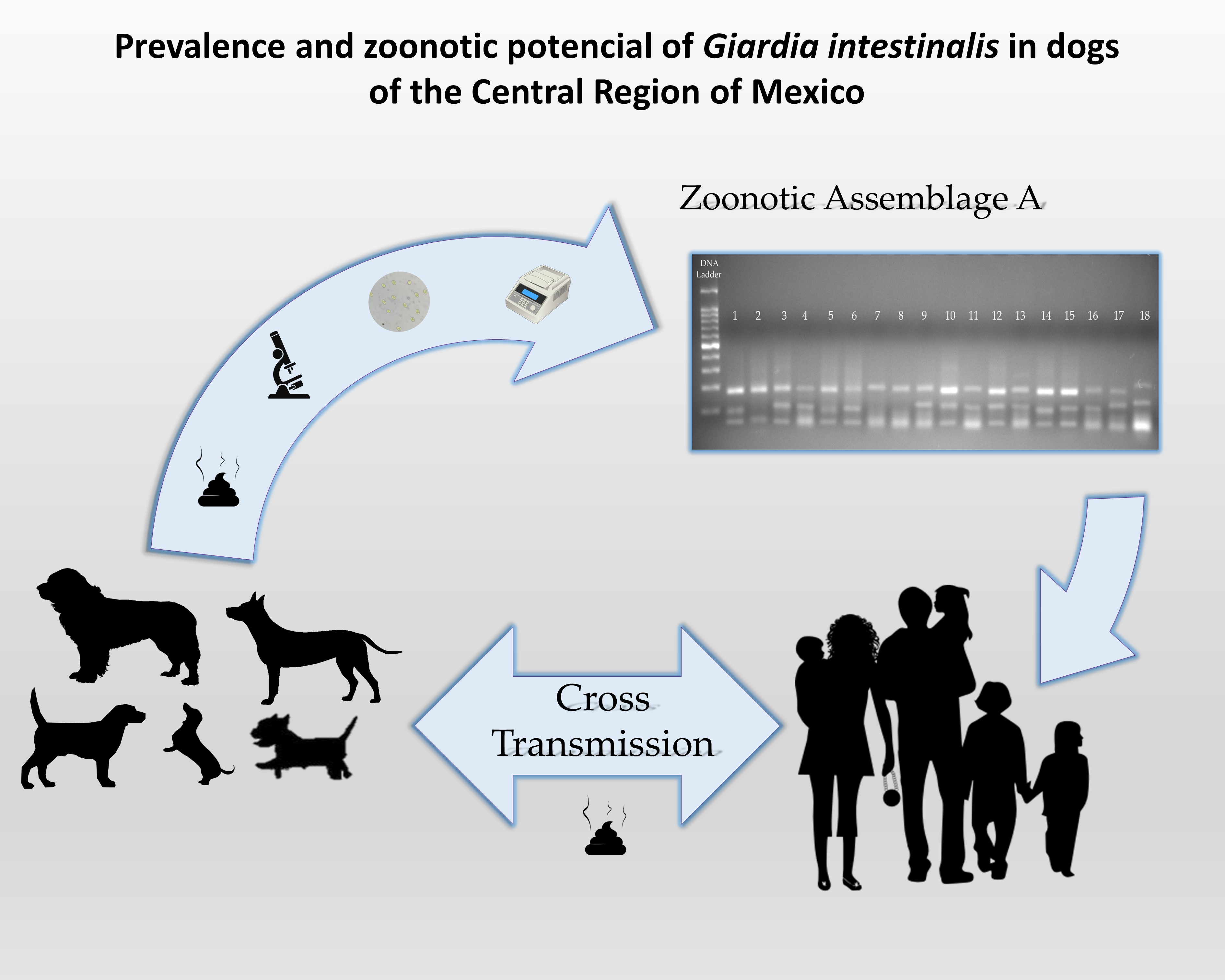 Giardiasis tünetei és kezelése - HáziPatika - Giardia zoonosis