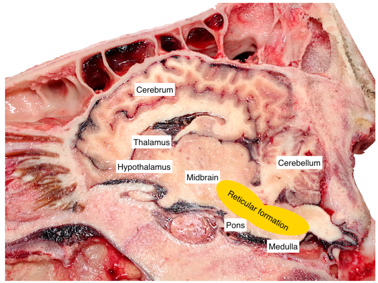 Animals 09 00328 g001