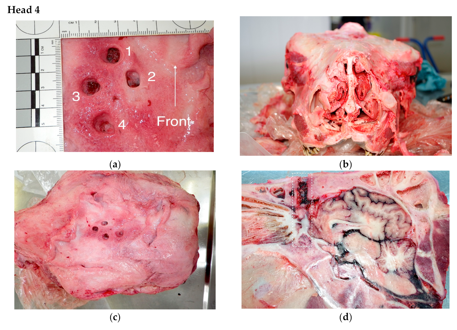 Animals 09 00328 g003a