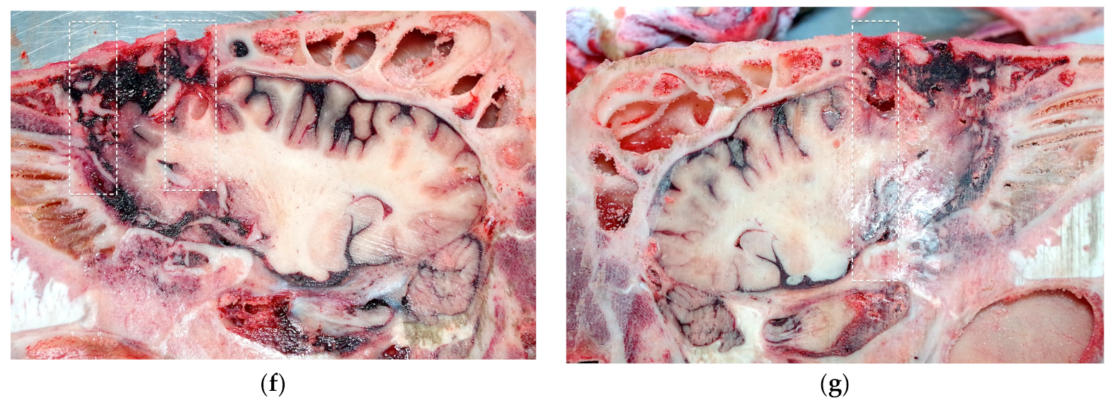 Animals 09 00328 g003b