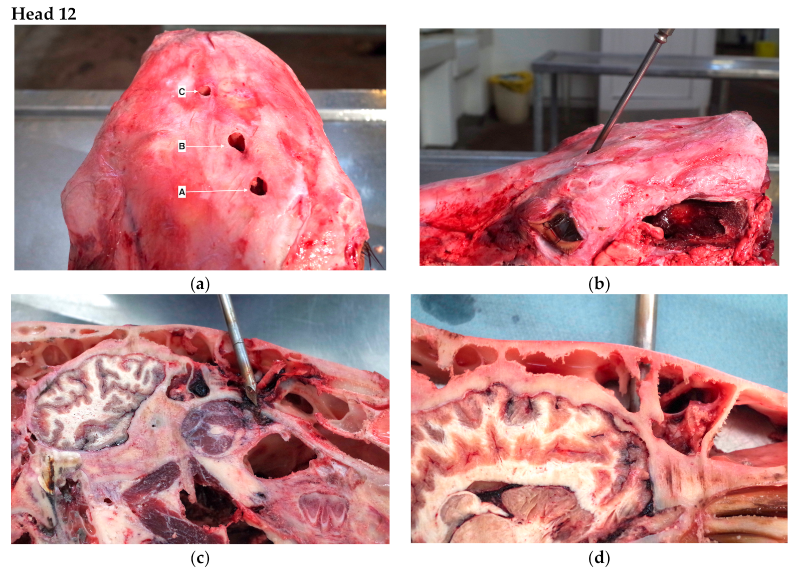 Animals 09 00328 g004a