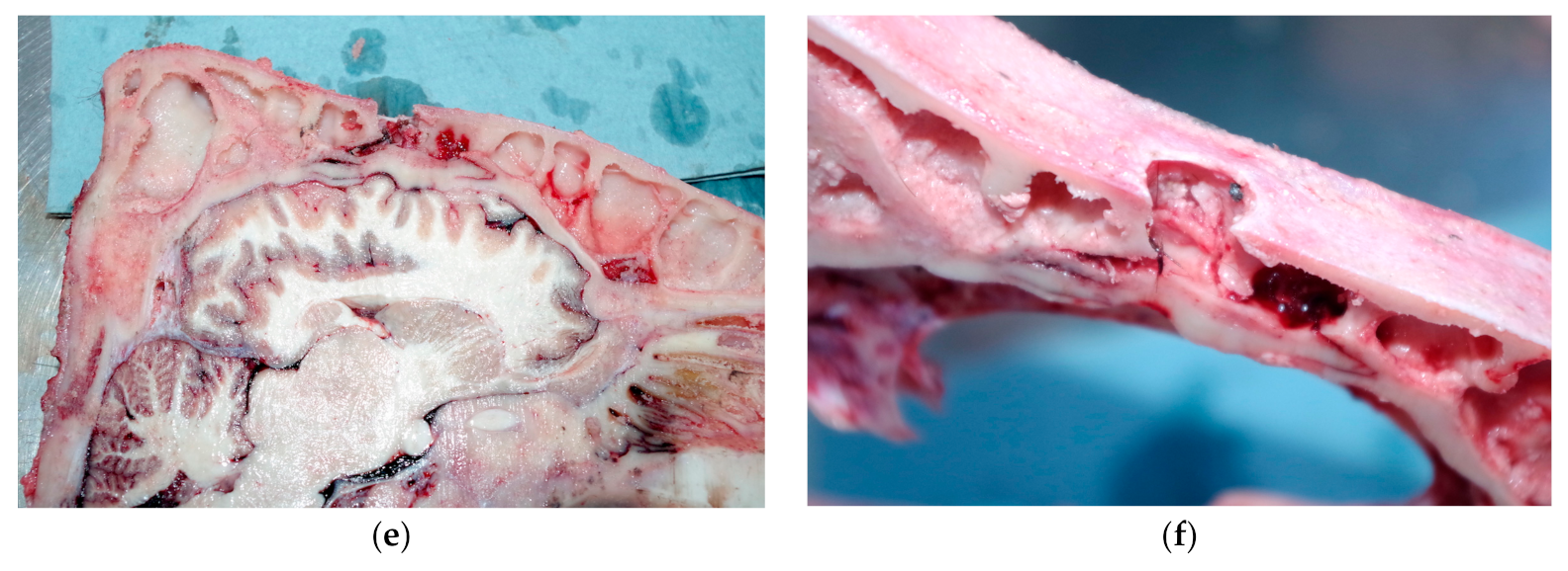 Animals 09 00328 g004b