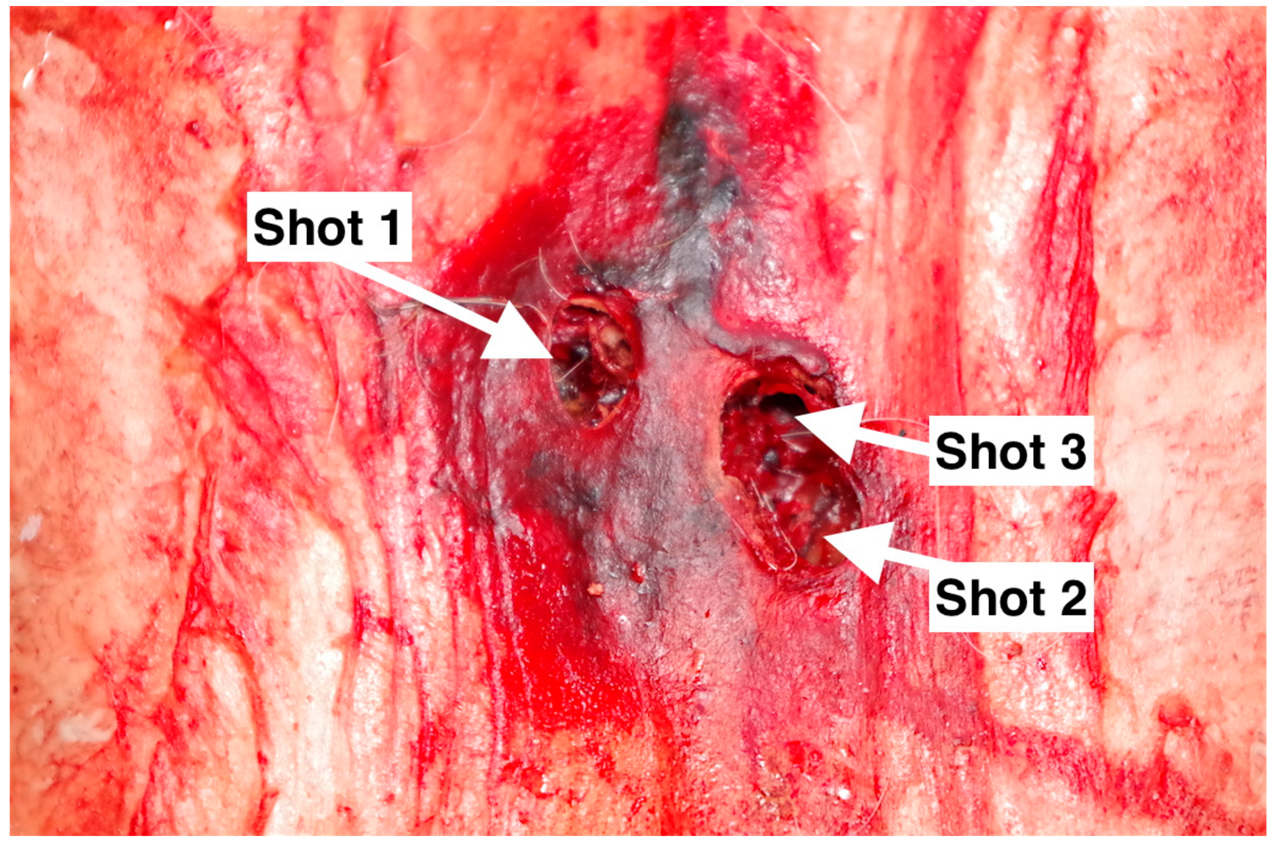 Animals 09 00328 g005