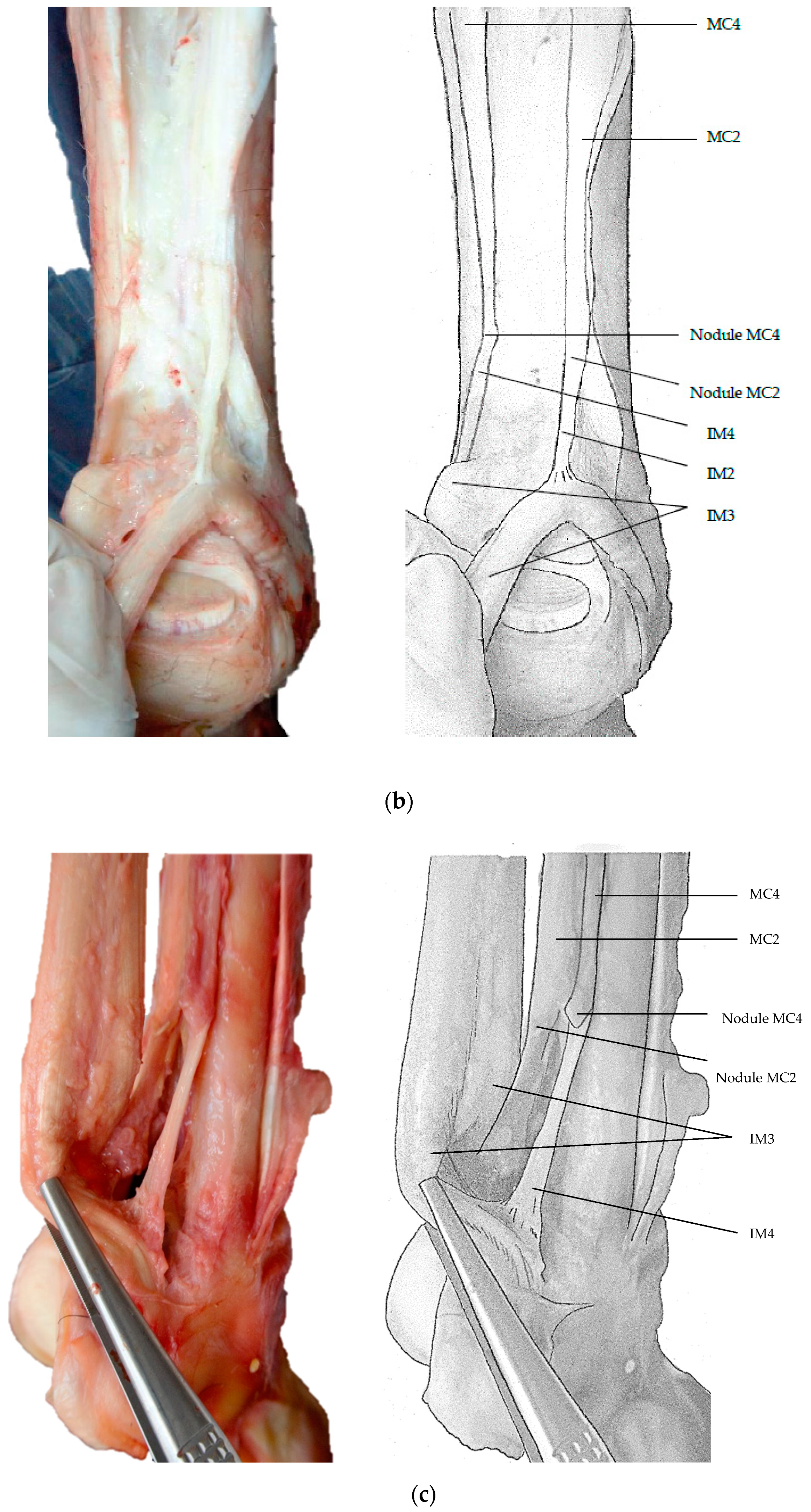 Animals 09 00355 g003b