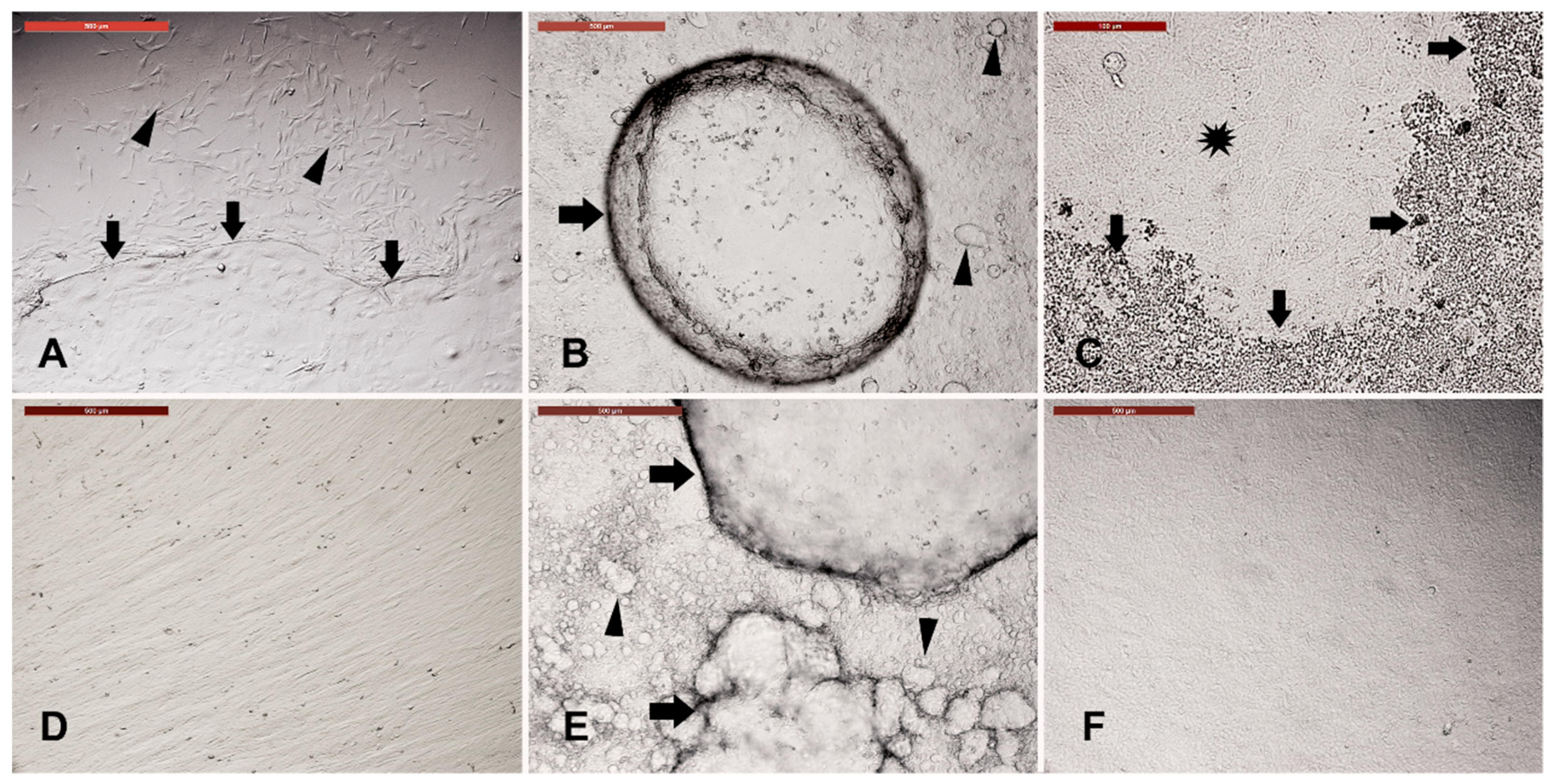 Animals 09 00378 g002