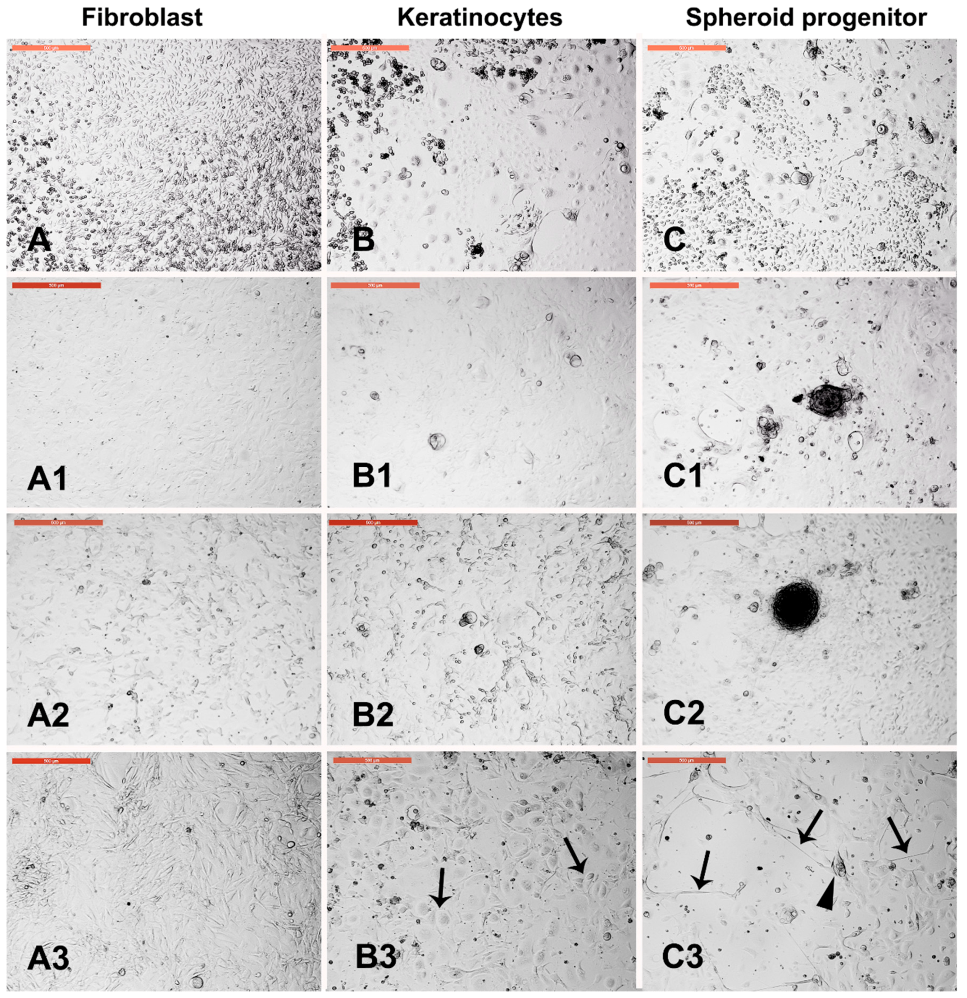 Animals 09 00378 g004