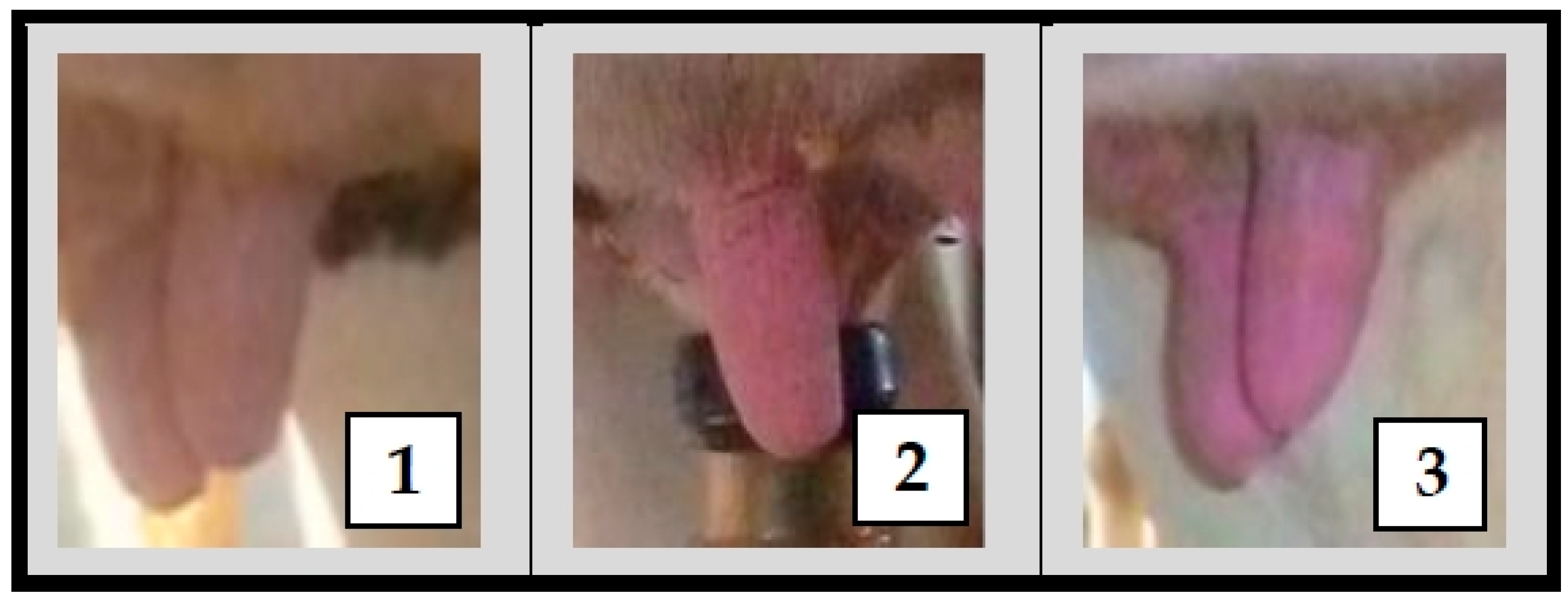 Animals 09 00384 g002 Animals 09 00384 g002