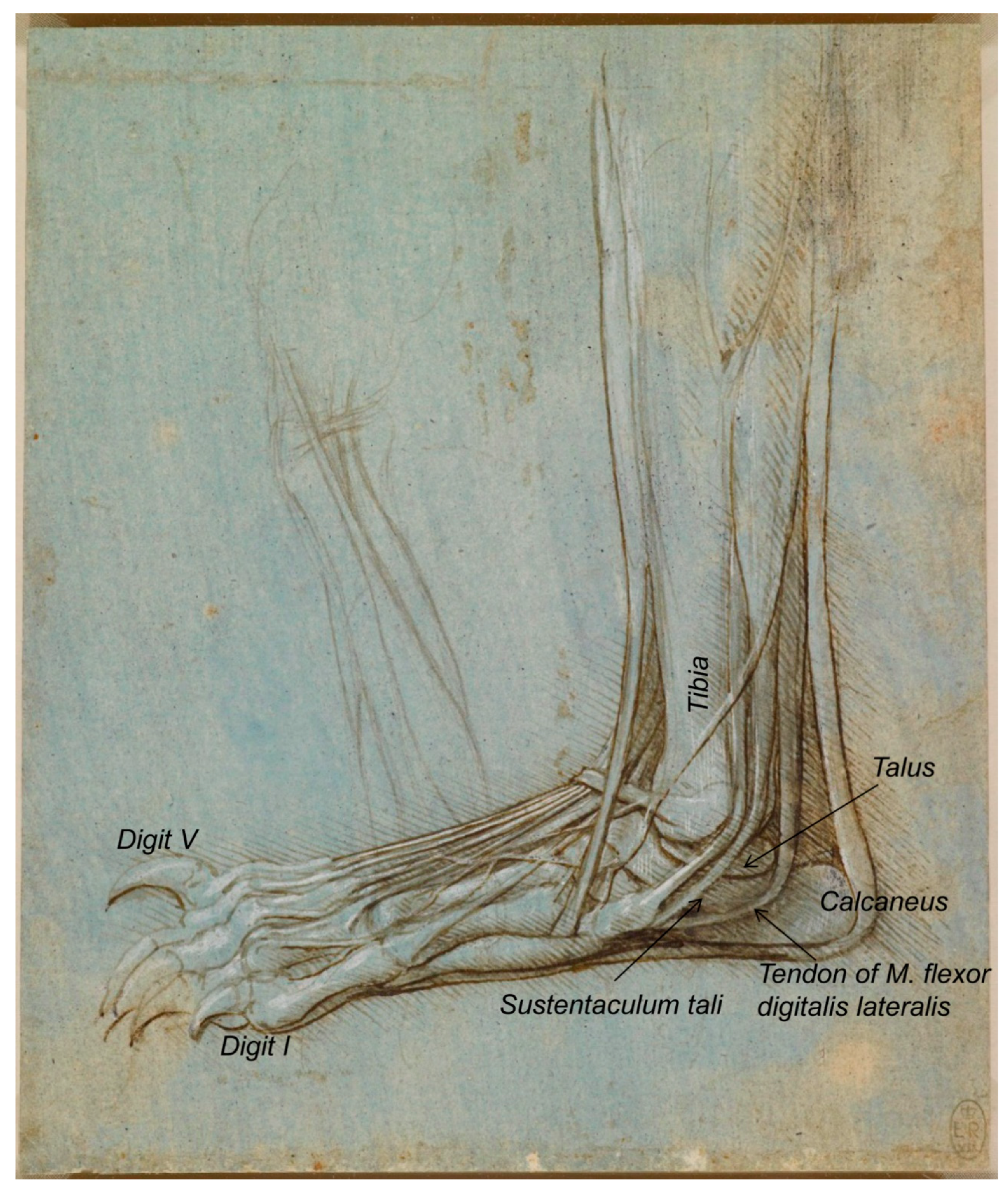 Animals | Free Full-Text | Leonardo da Vinci's Animal Anatomy: Bear and Horse Drawings Revisited Animals | Free Full-Text | Leonardo da Vinci's Animal Anatomy: Bear and Horse Drawings Revisited