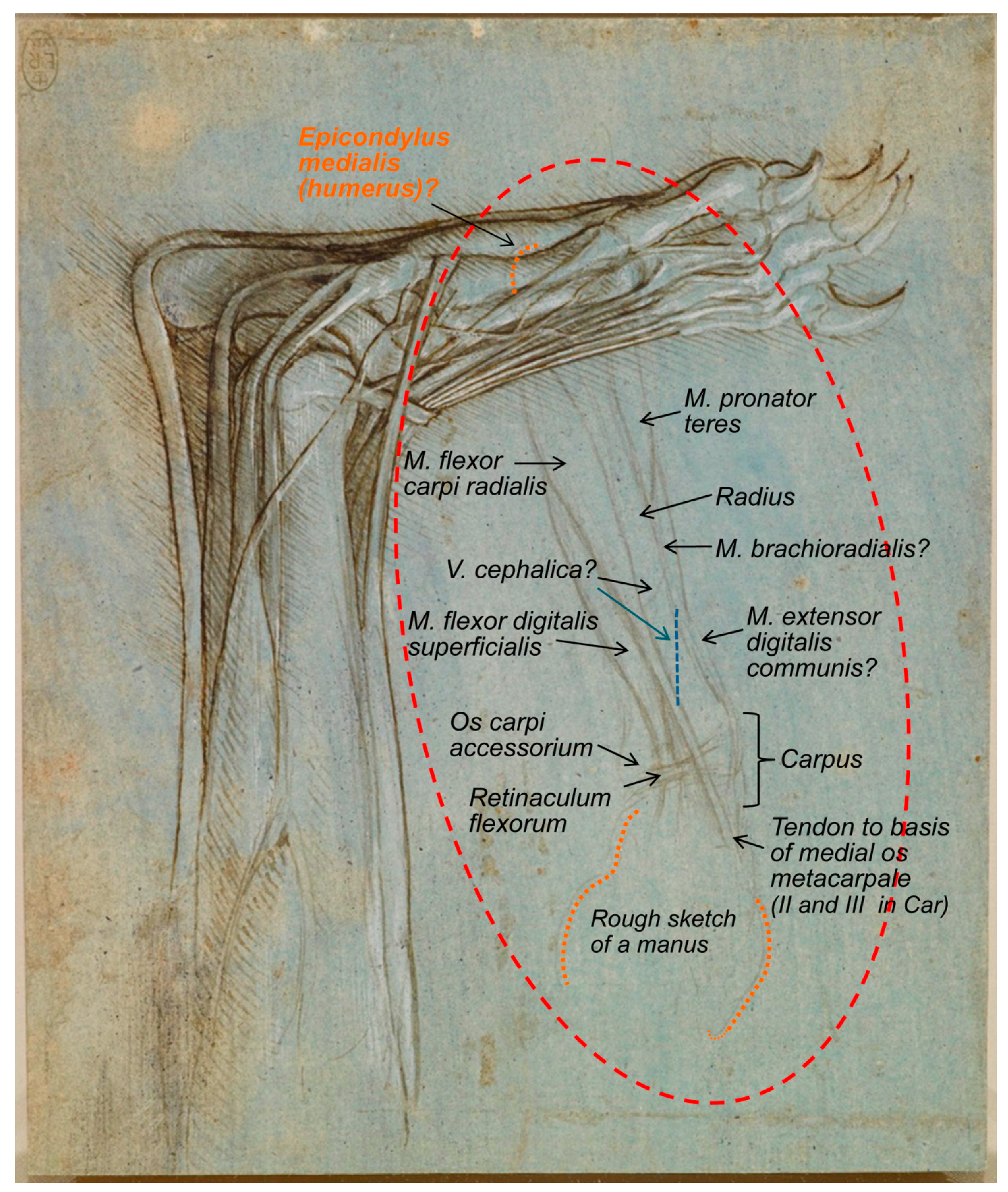 Animals | Free Full-Text | Leonardo da Vinci’s Animal Anatomy: Bear and