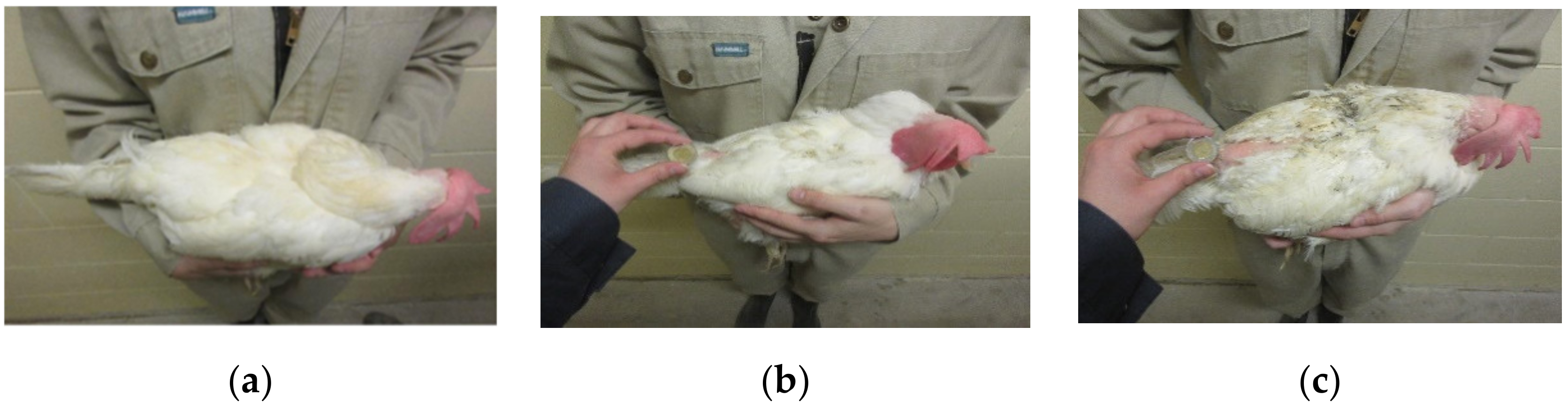 Animals 09 00436 g001a