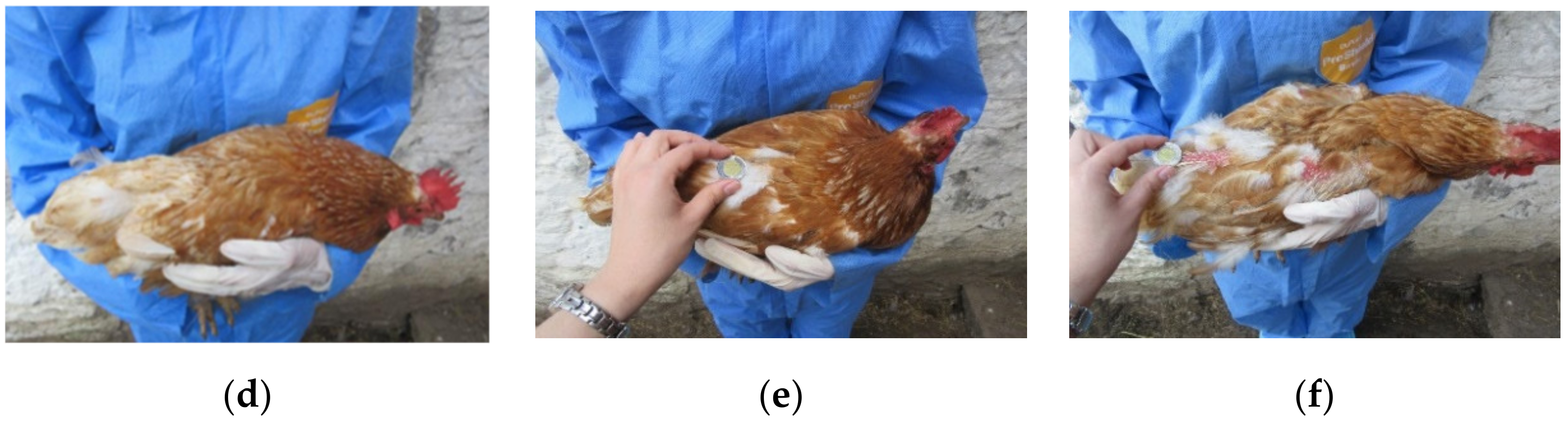 Animals 09 00436 g001b