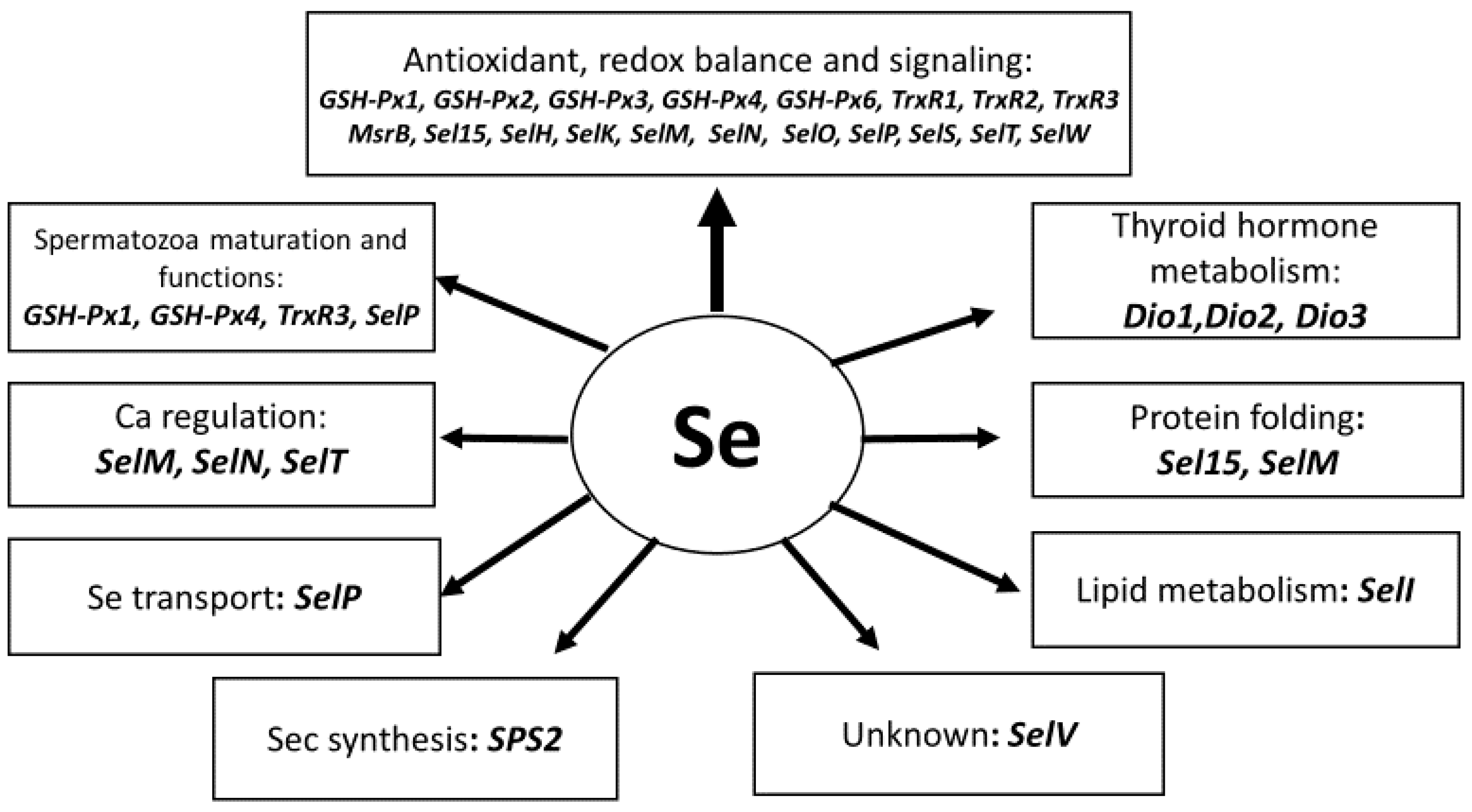 Animals 09 00462 g002