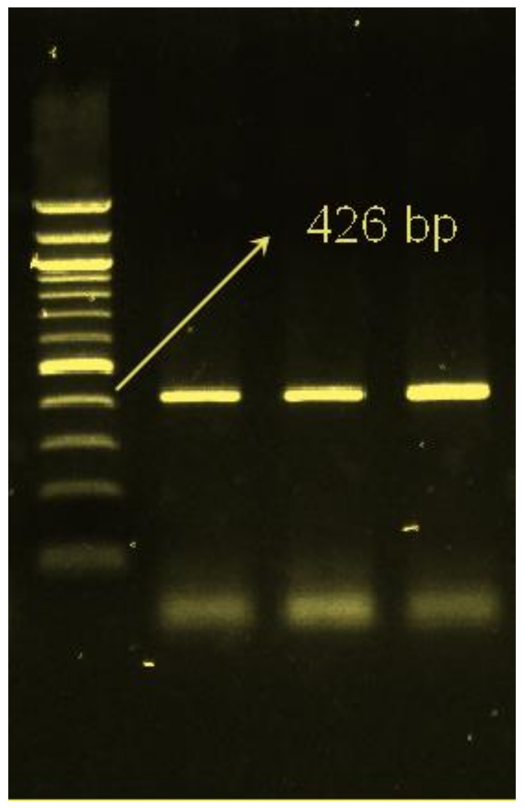 Animals 09 00517 g001