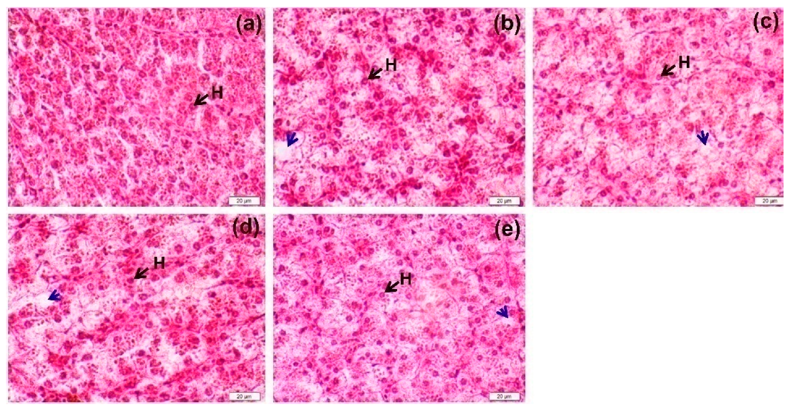 Animals 09 00521 g001