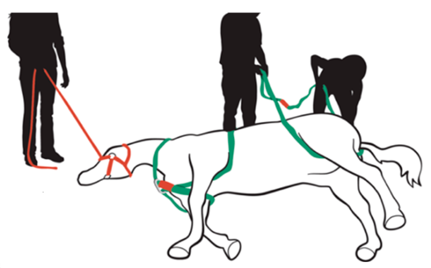 Animals 09 00529 g0a12