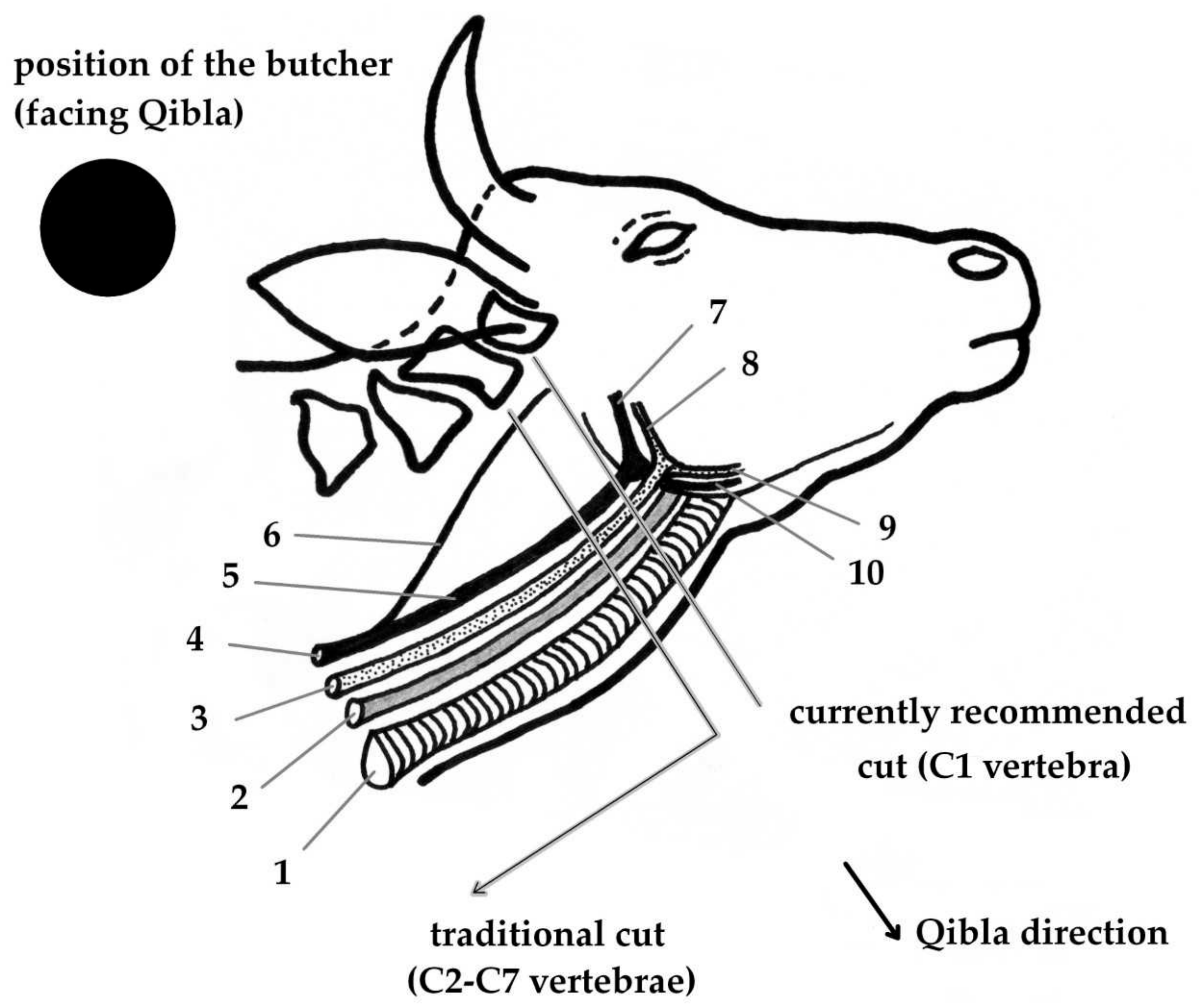 killing animals essay